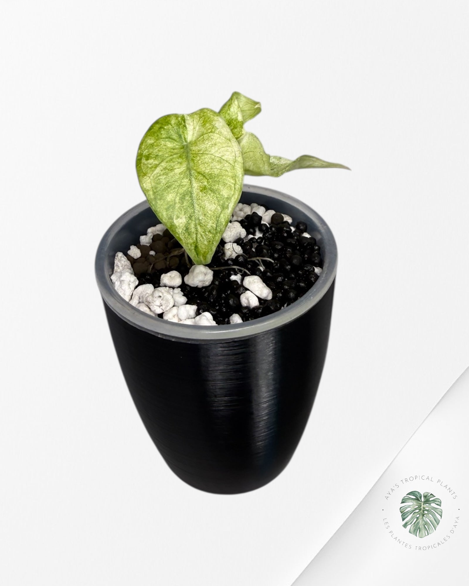 Alocasia Watsoniana Pink *Glossy