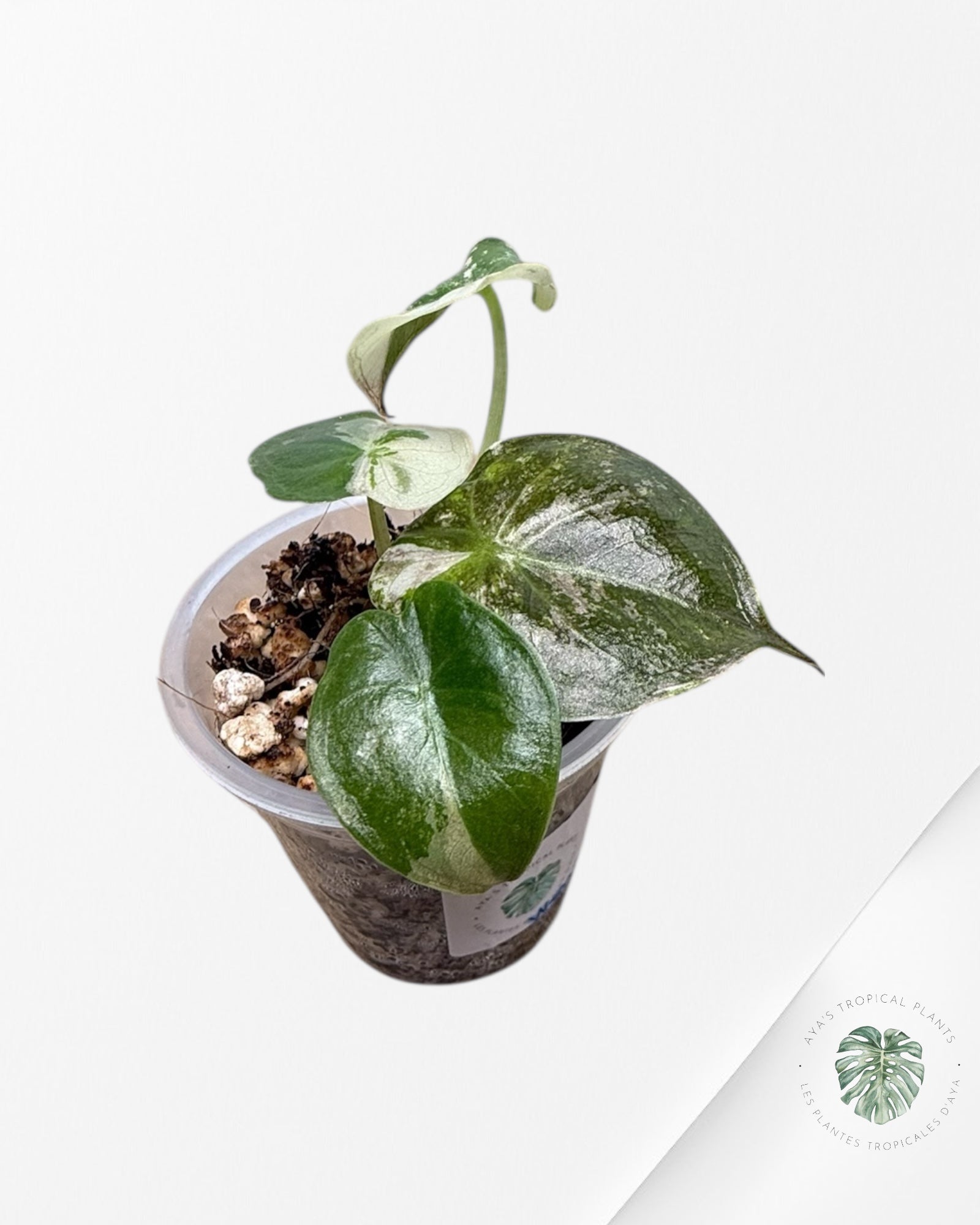 Alocasia Wentii Albo Pink  | Rare TC Plant| Aya's  Tropical Plants