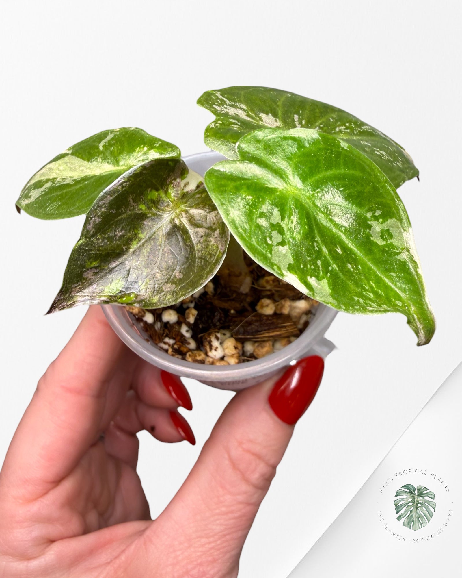 Alocasia Wentii Albo rose panaché | Plante rare cultivée en culture tropicale | Plantes tropicales d'Aya