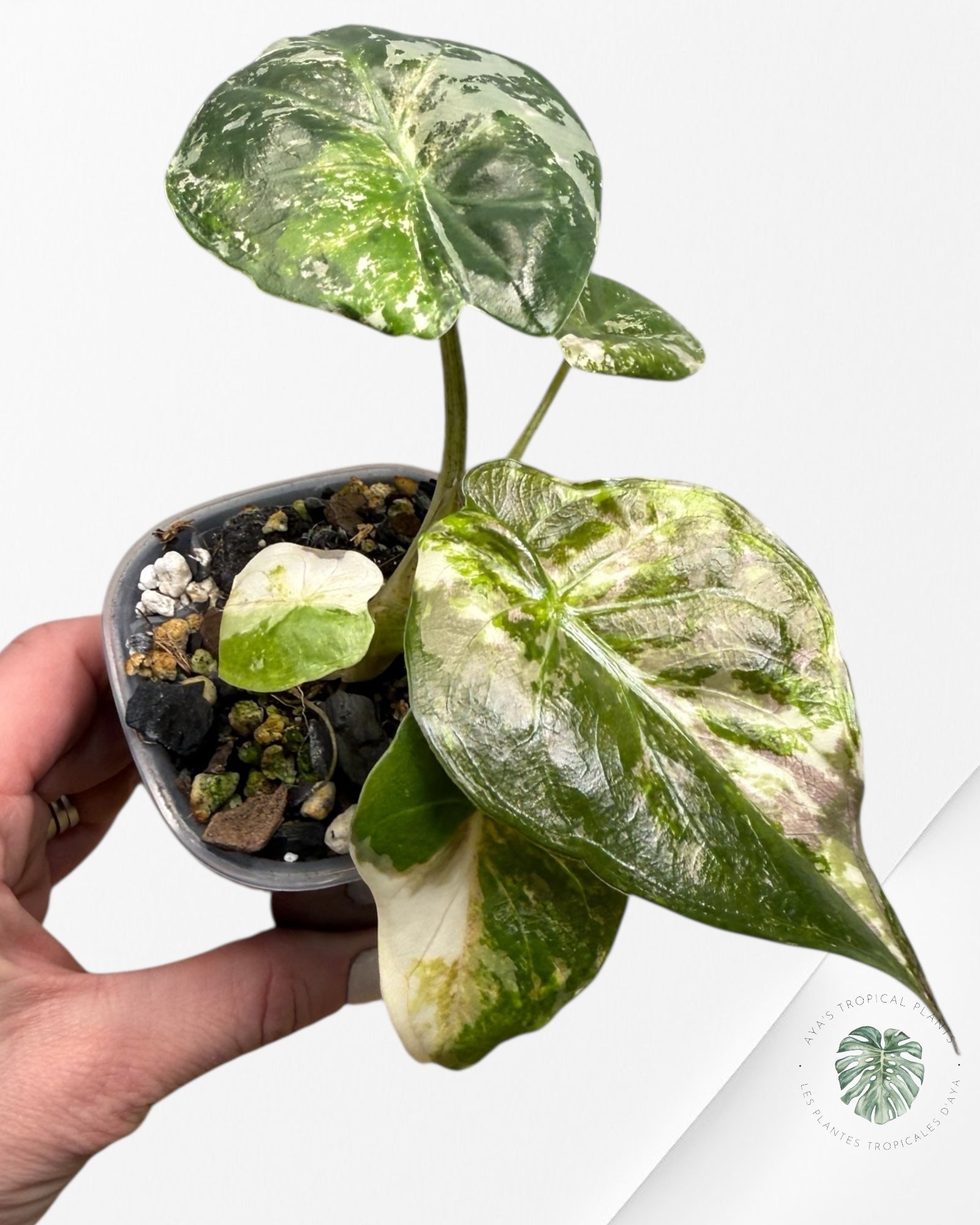 Alocasia Wentii Albo Pink Variegated