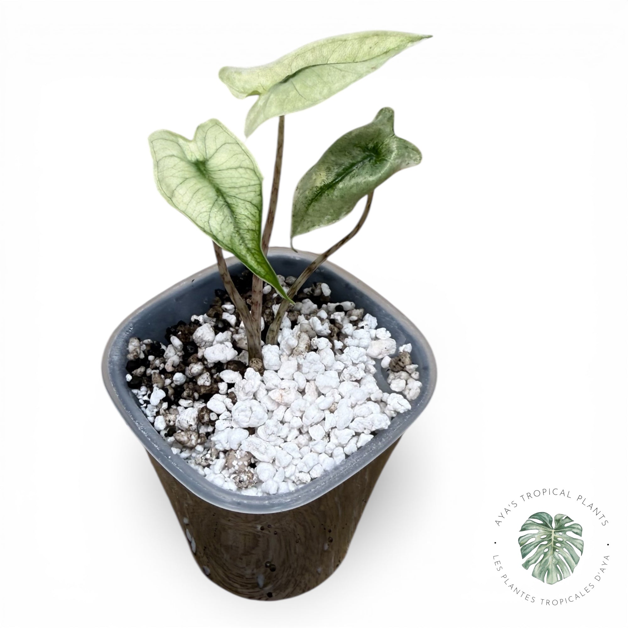 Alocasia Zebrina Mint