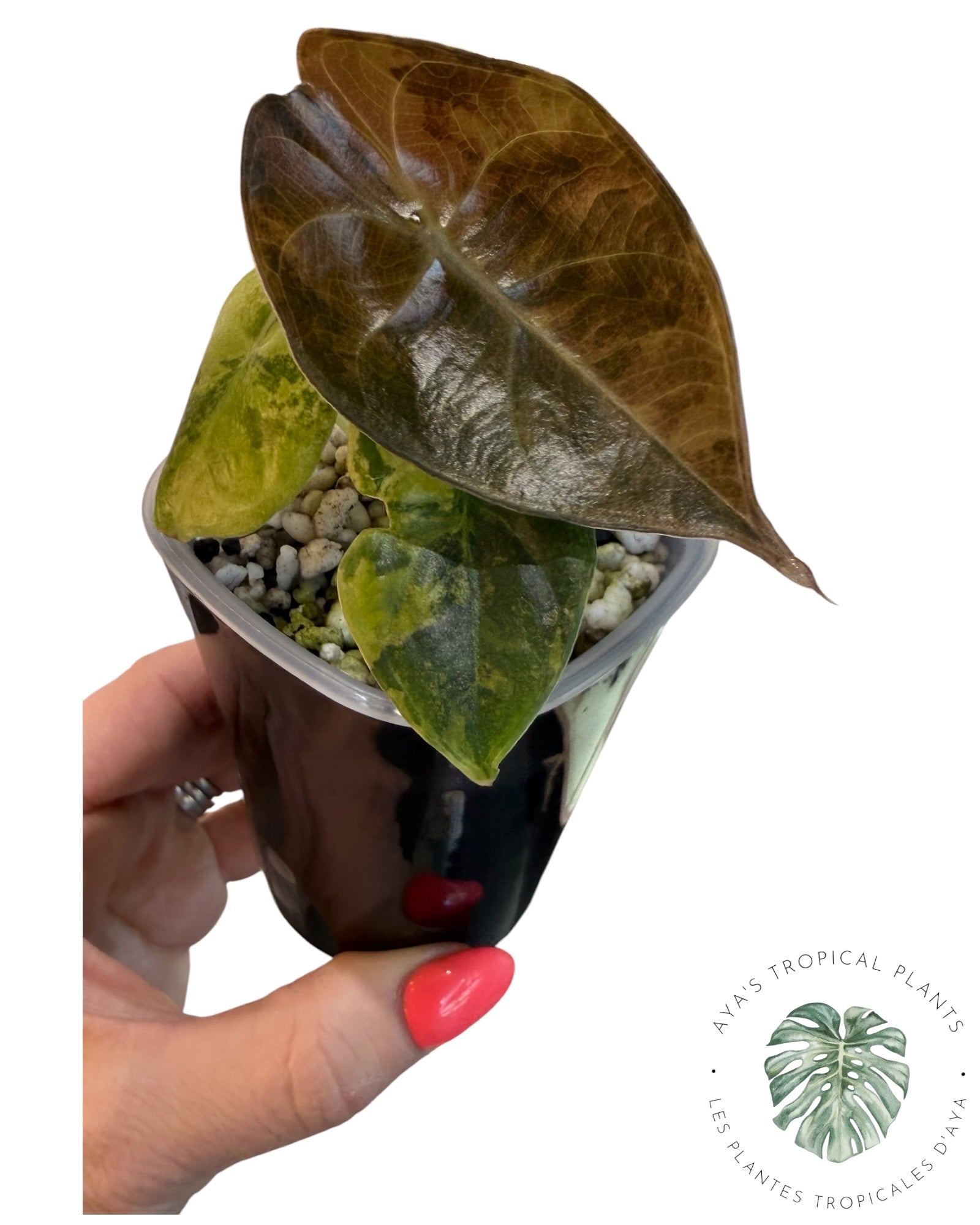 Alocasia suhirmaniana Aurea