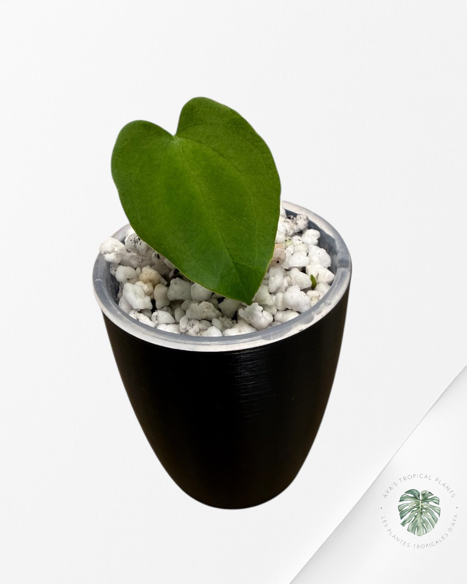 Anthurium Black Magic