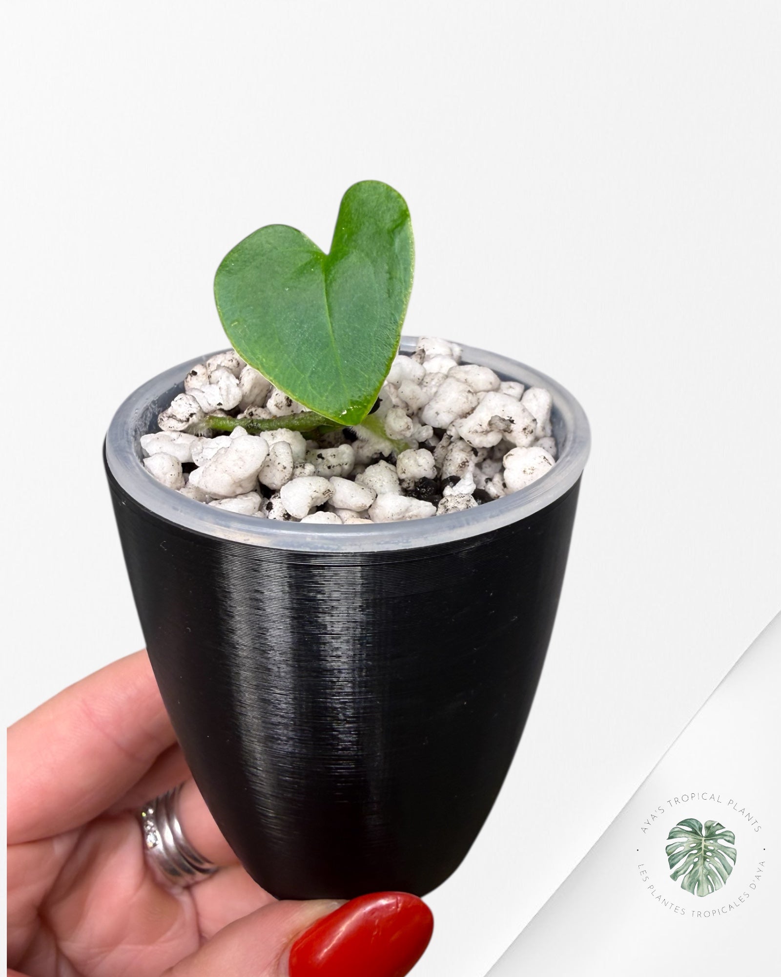 Anthurium Black Magic