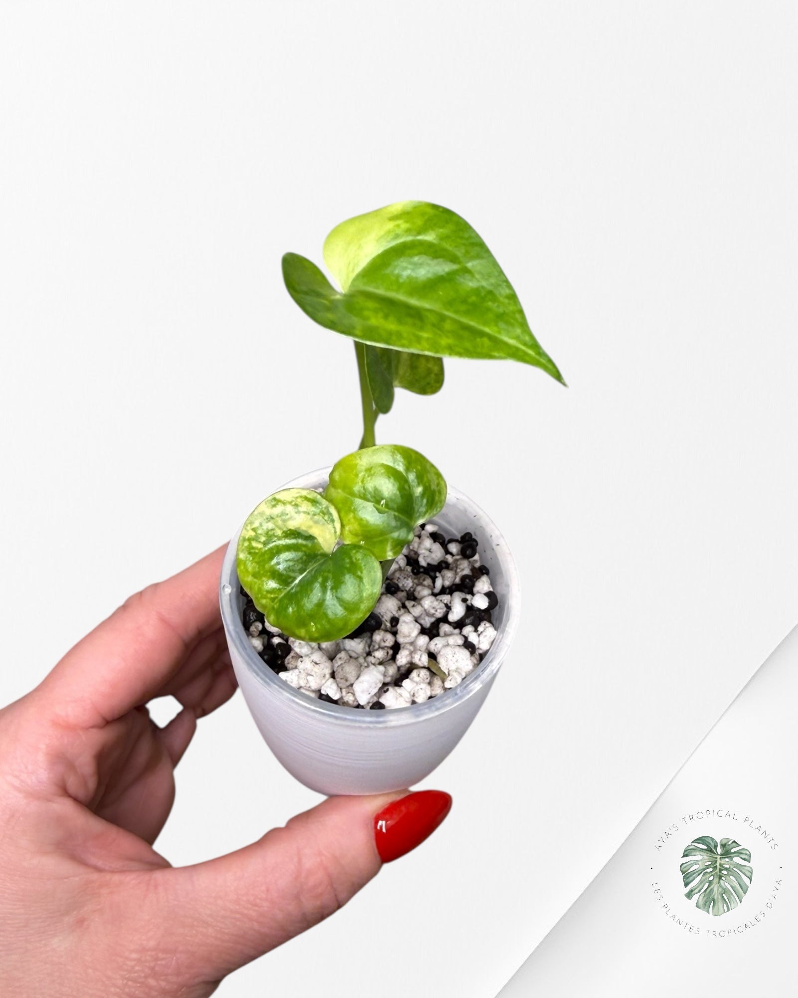 Anthurium Clarinervium Aurea Variegated