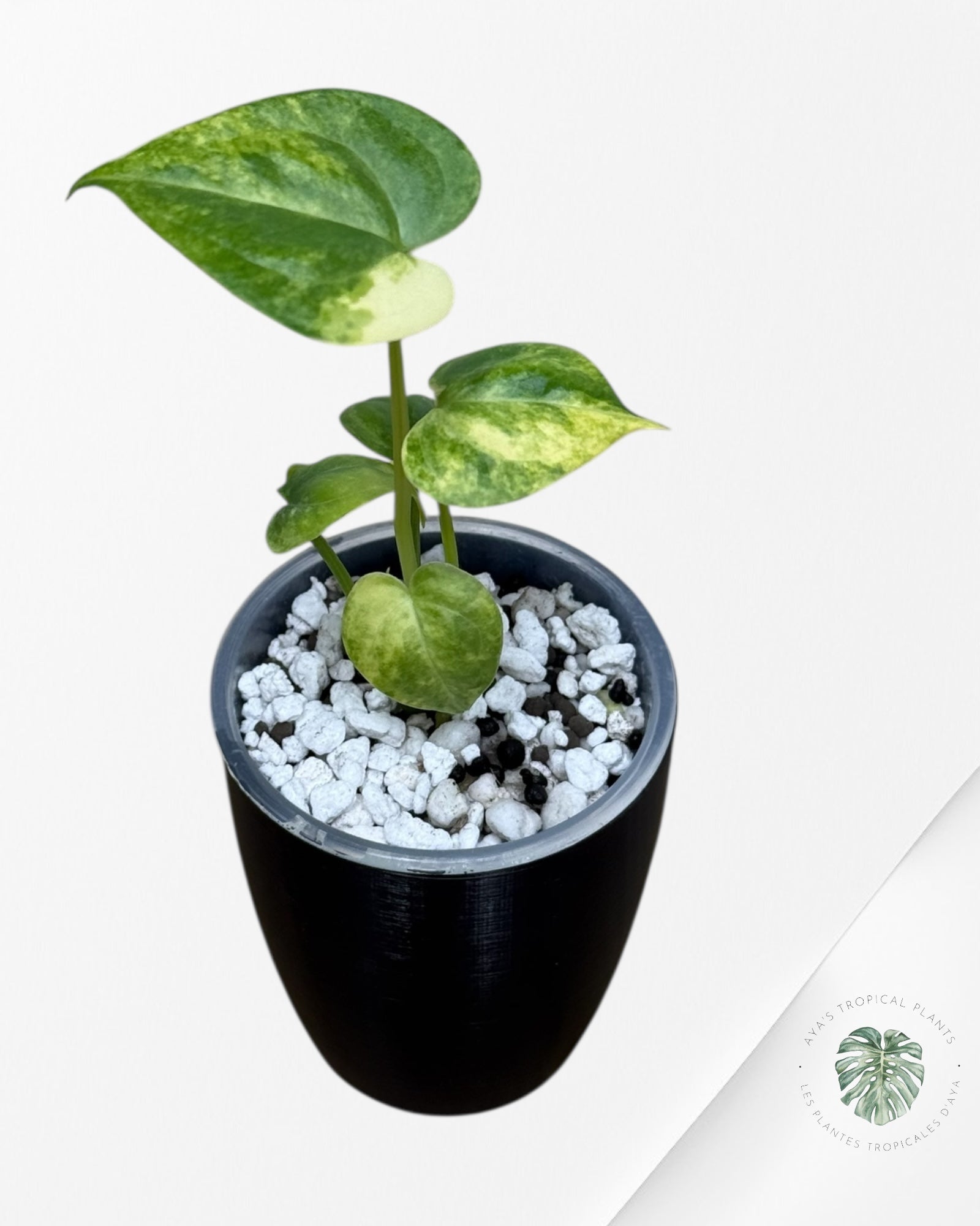 Anthurium Clarinervium Aurea panaché