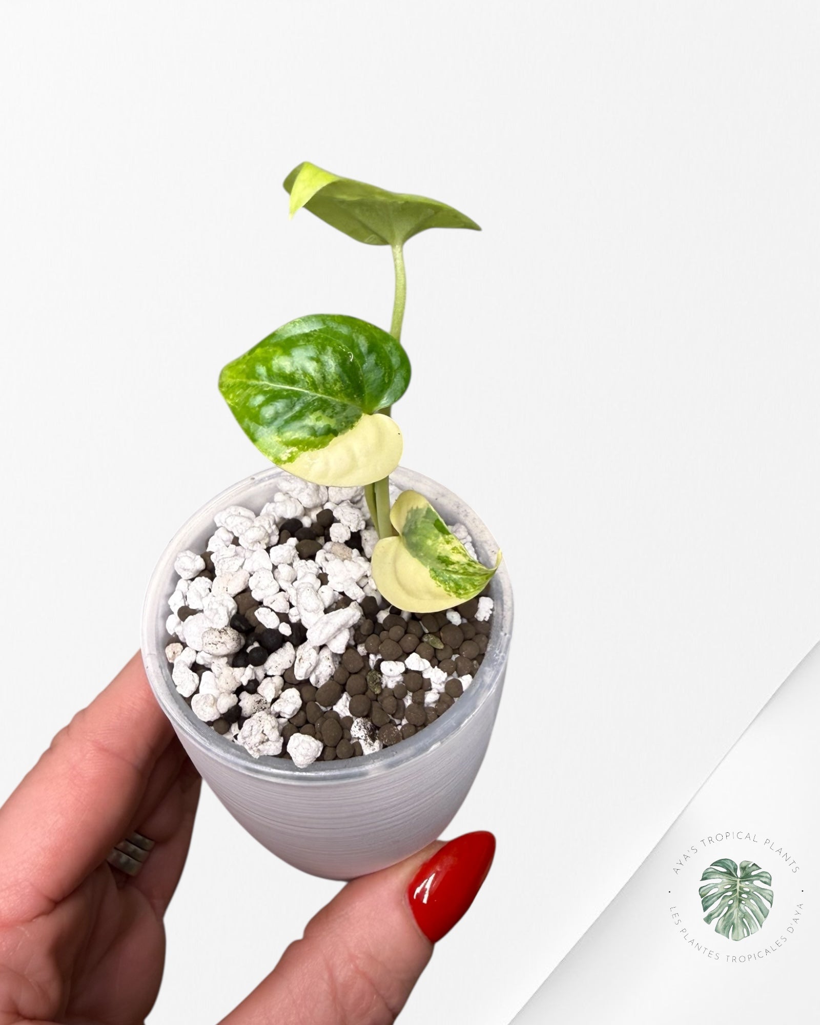 Anthurium Clarinervium Aurea Variegated