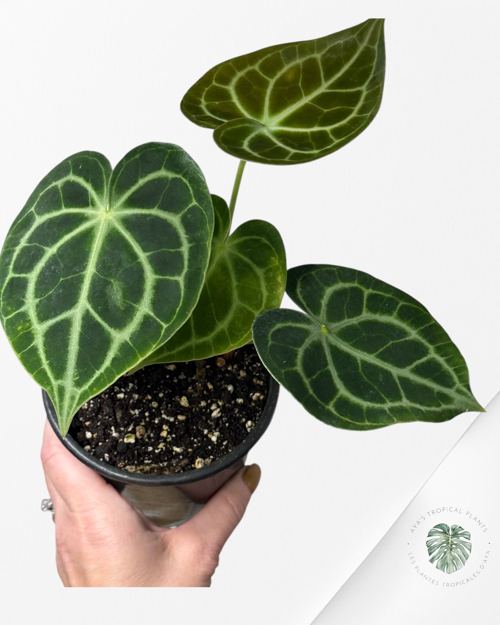 Anthurium Clarinervium ROI - 23