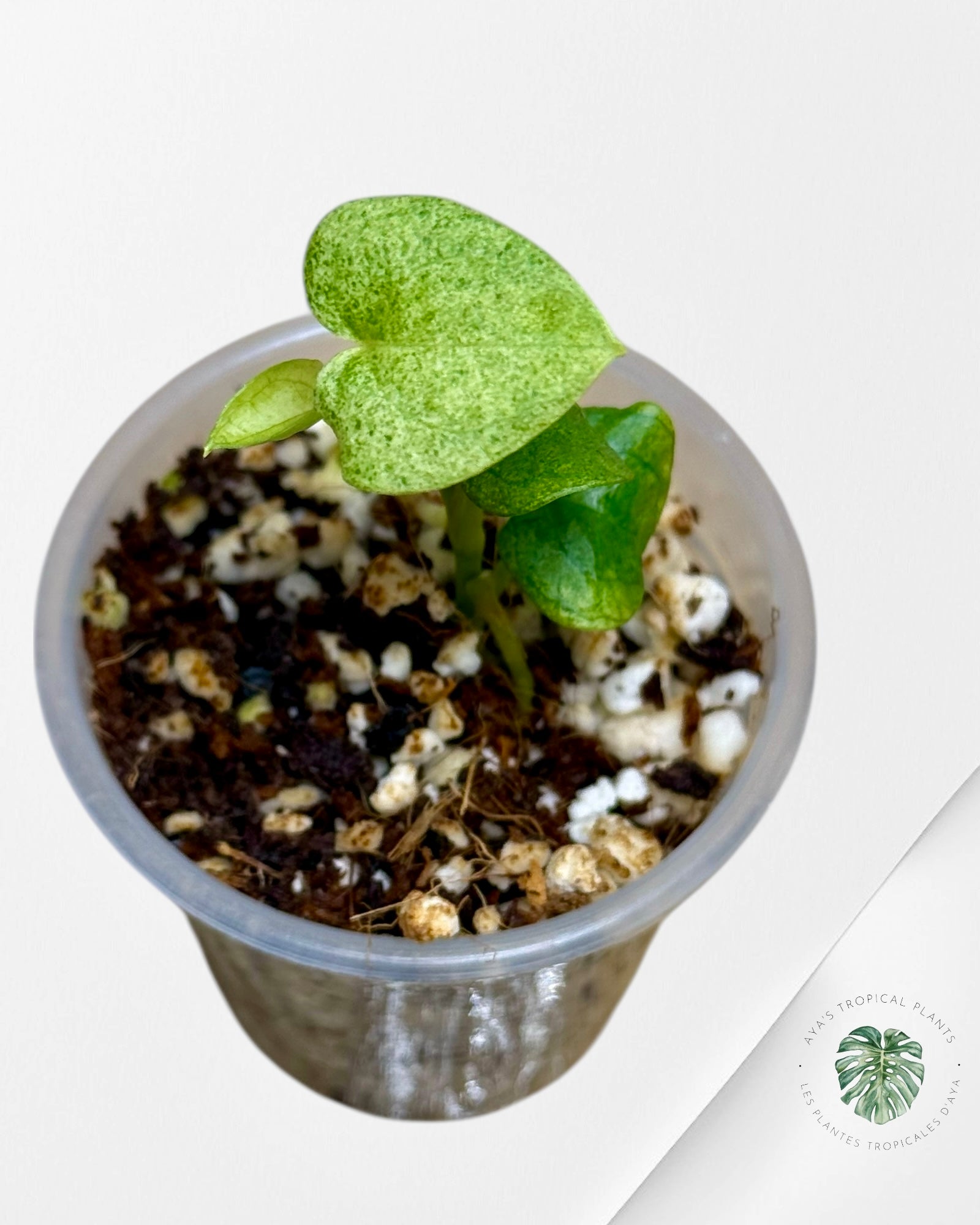 Anthurium Dark Phoenix Variegated | Rare TC Plant| Aya's Tropical Plants