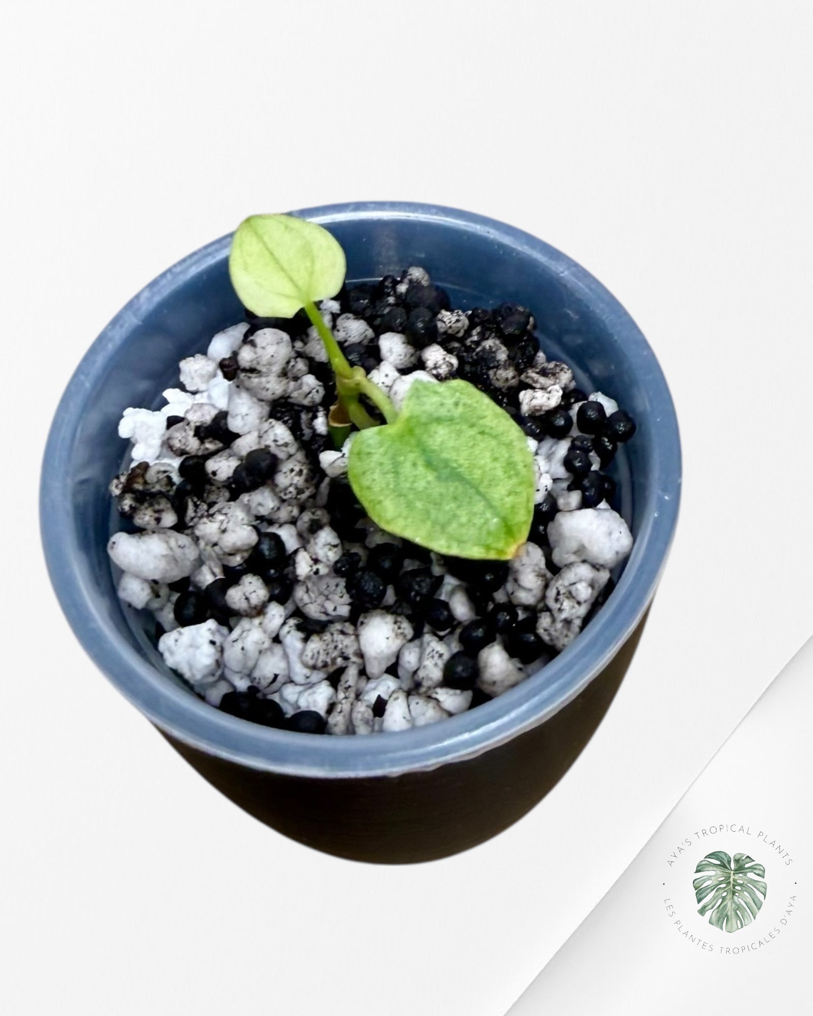 Anthurium Dark Phoenix panaché