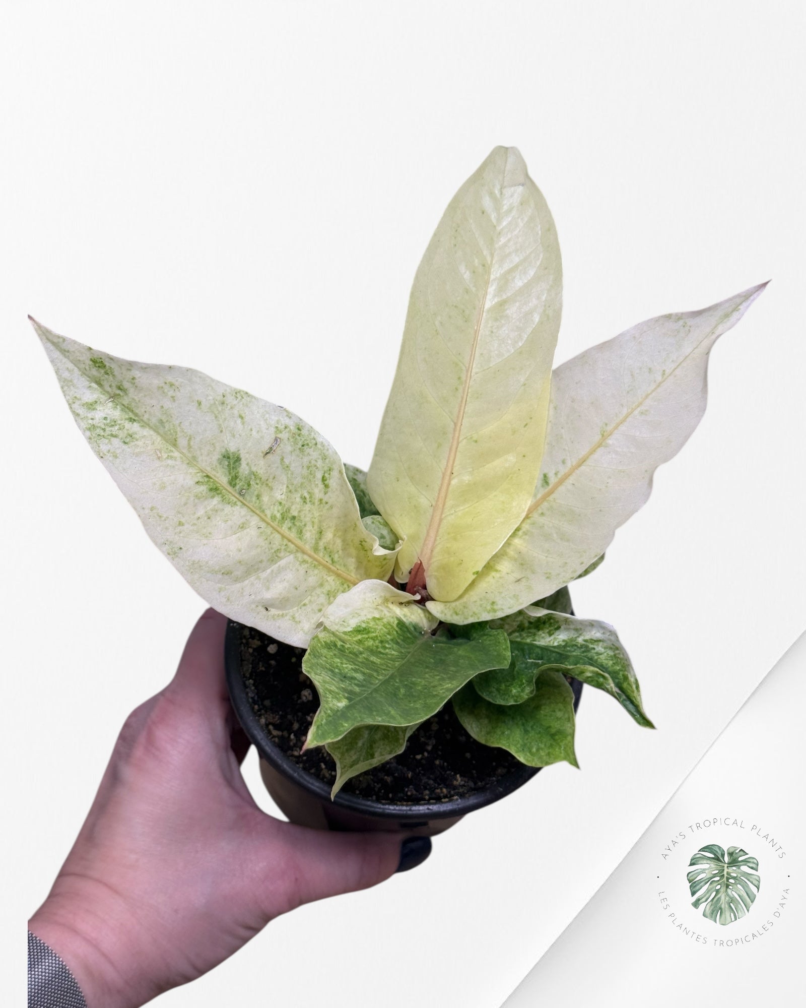 Anthurium Hookeri Aurea | Rare Aroid Plant| Aya's Tropical Plants