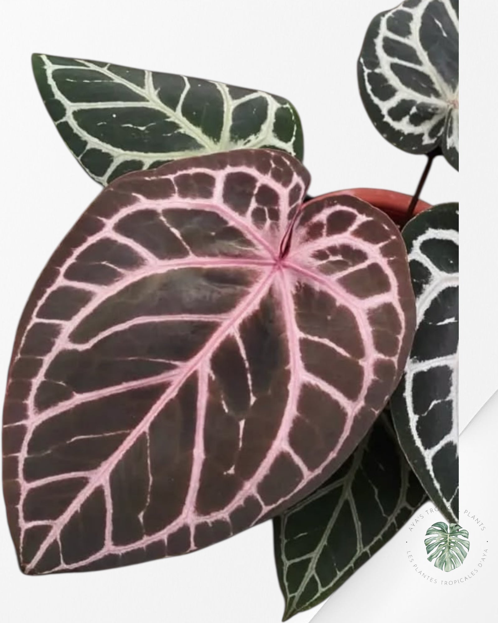 Anthurium Red Crystallinum | Rare TC Plant| Aya's Tropical Plants