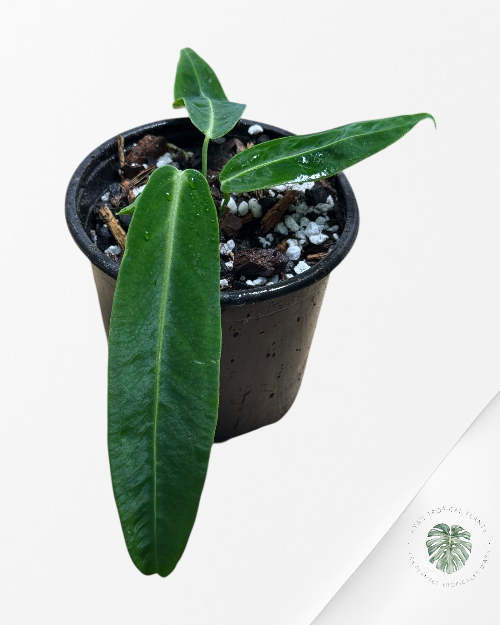 Anthurium Warocqueanum  |Rare Aroid| Aya's Tropical Plants