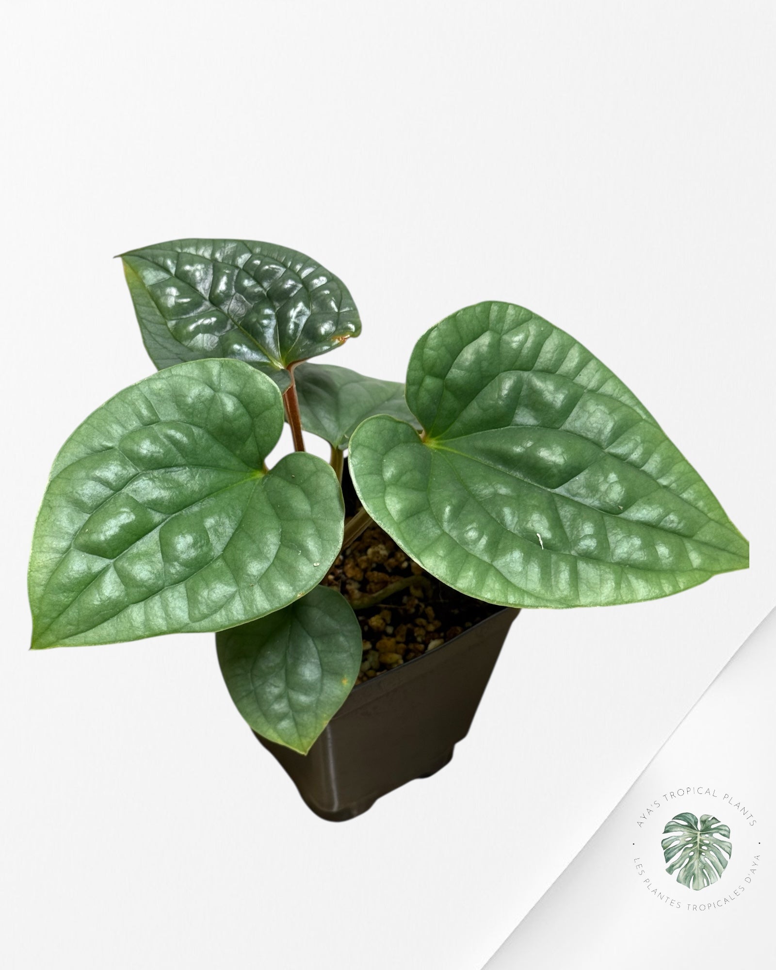 Anthurium luxurians 'Platinum'  | Rare Aroid | Aya’s tropical plants