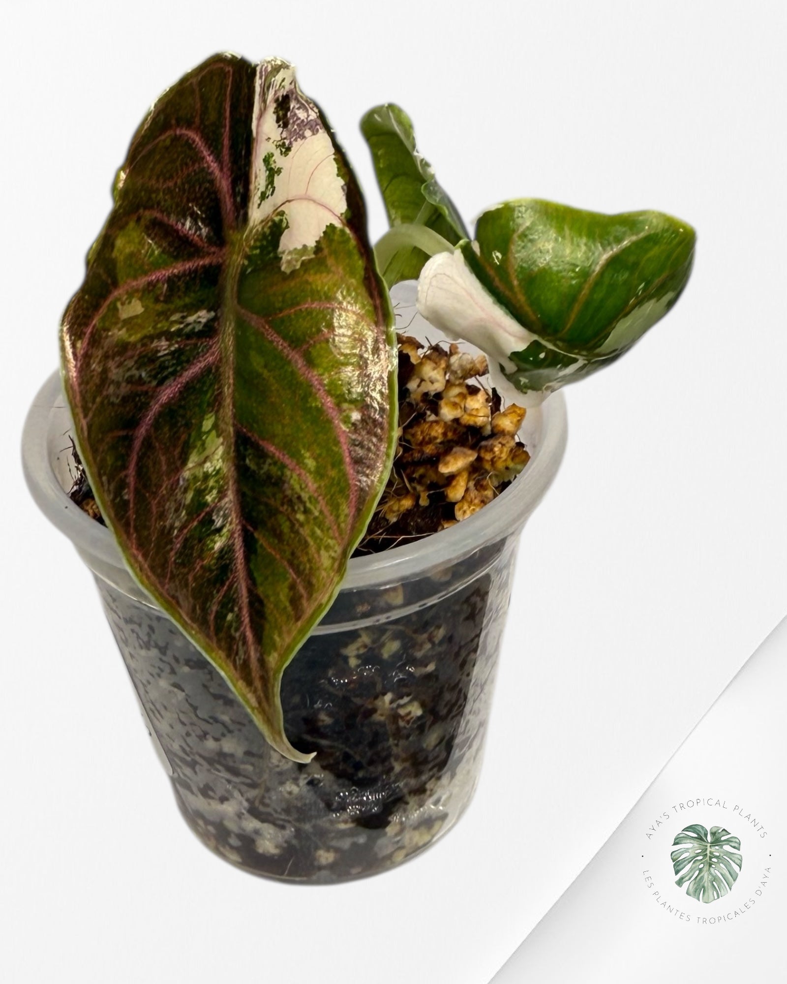 Azlanii Variegated Pink| Rare TC Plant| Aya's  Tropical Plants