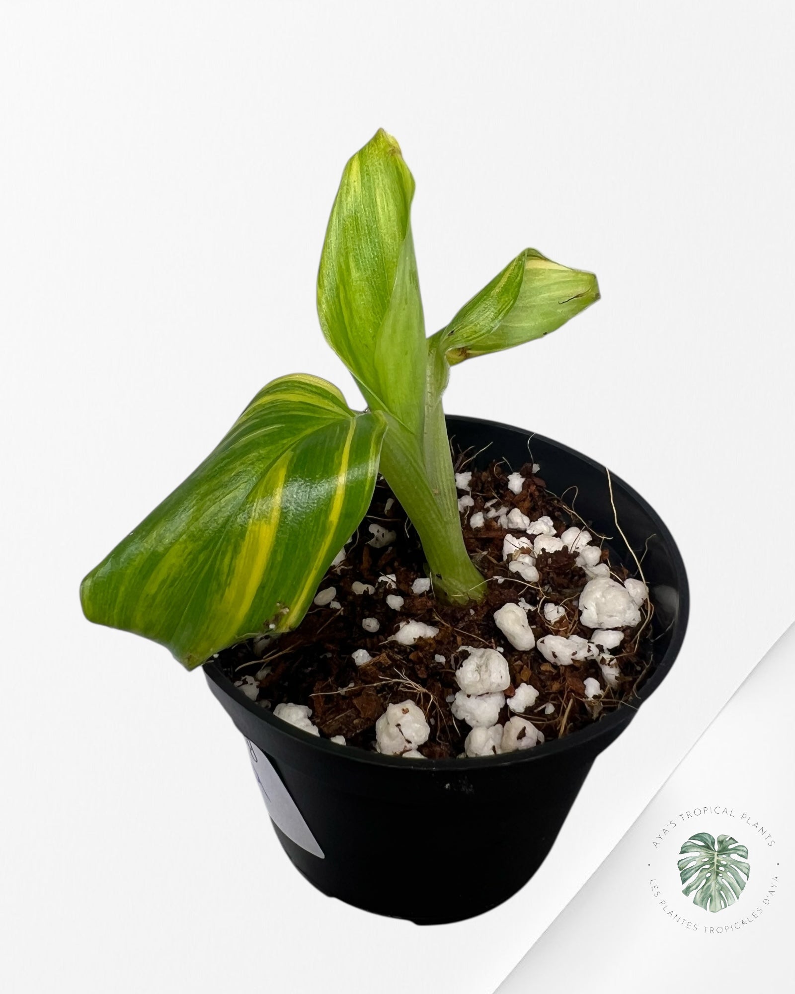 Banana Tree (Aurea) Variegated - TC2