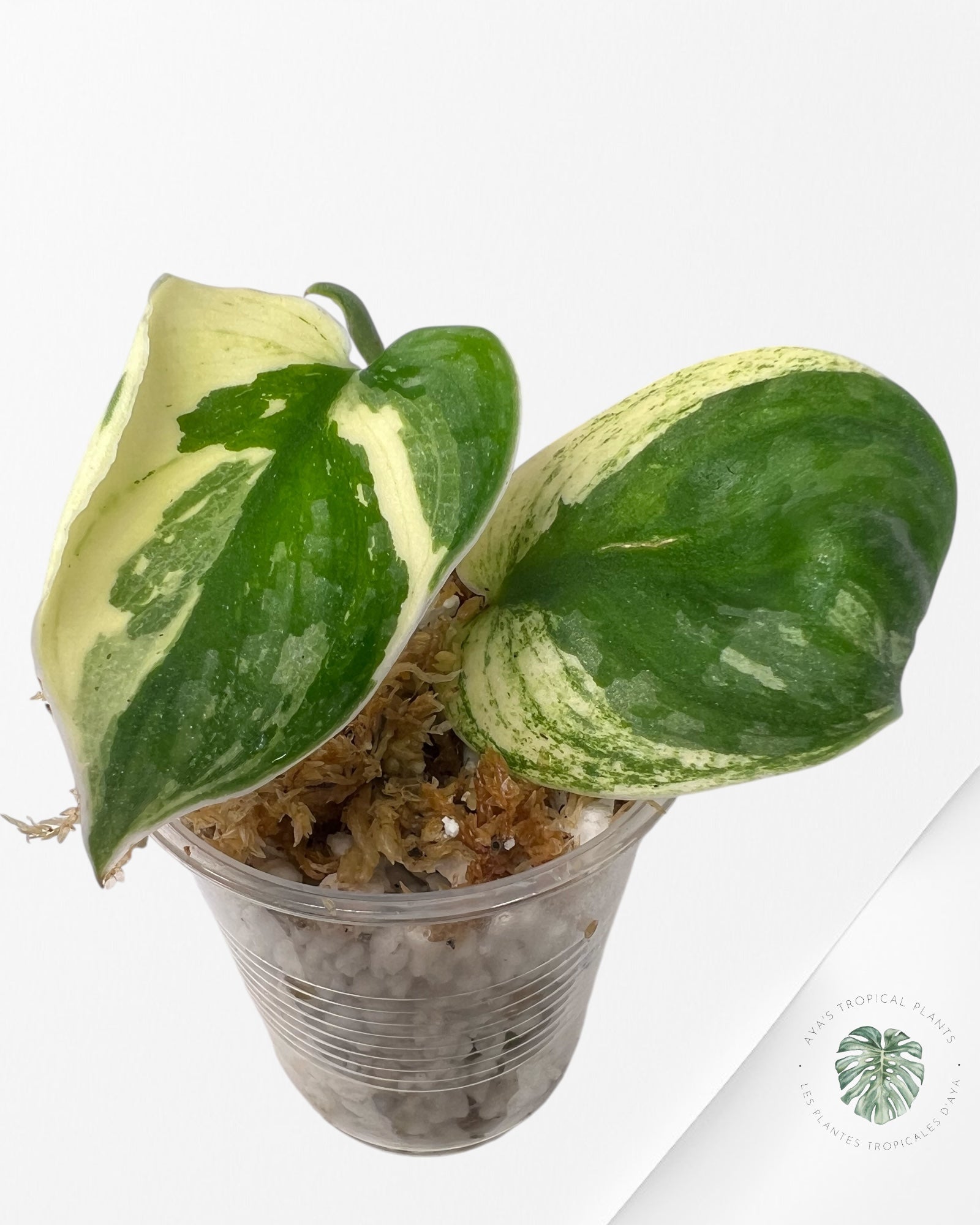Chevalier d'argent Scindapsus Bunaken-JA01