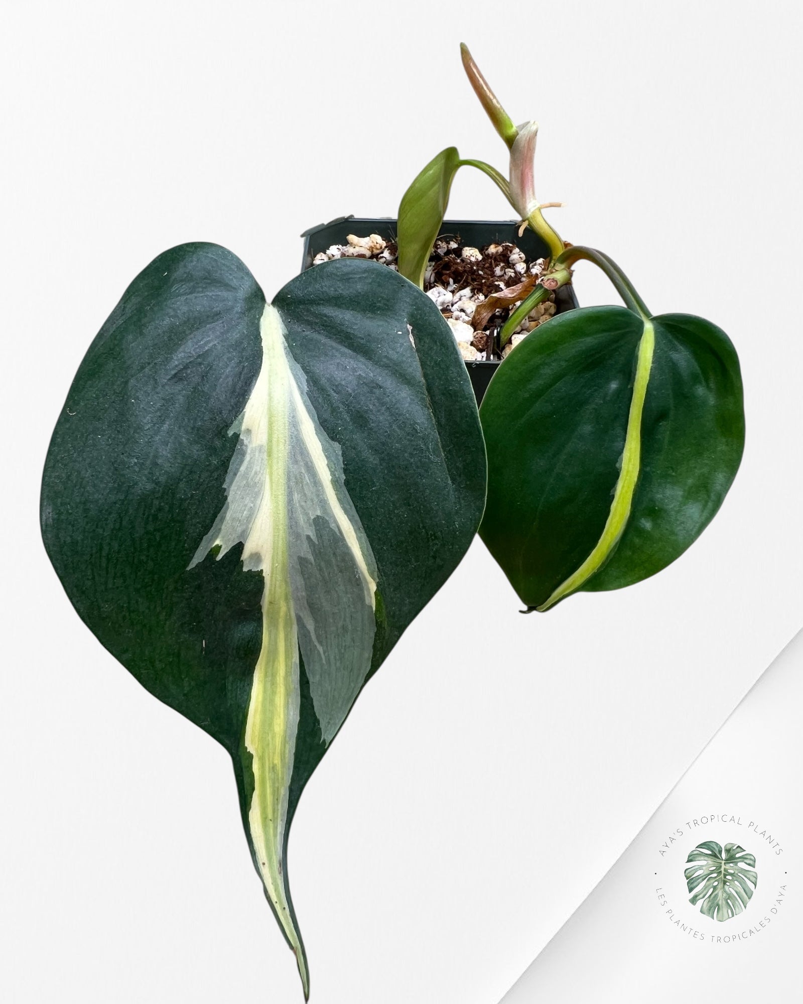 Philodendron Silver Stripes -E