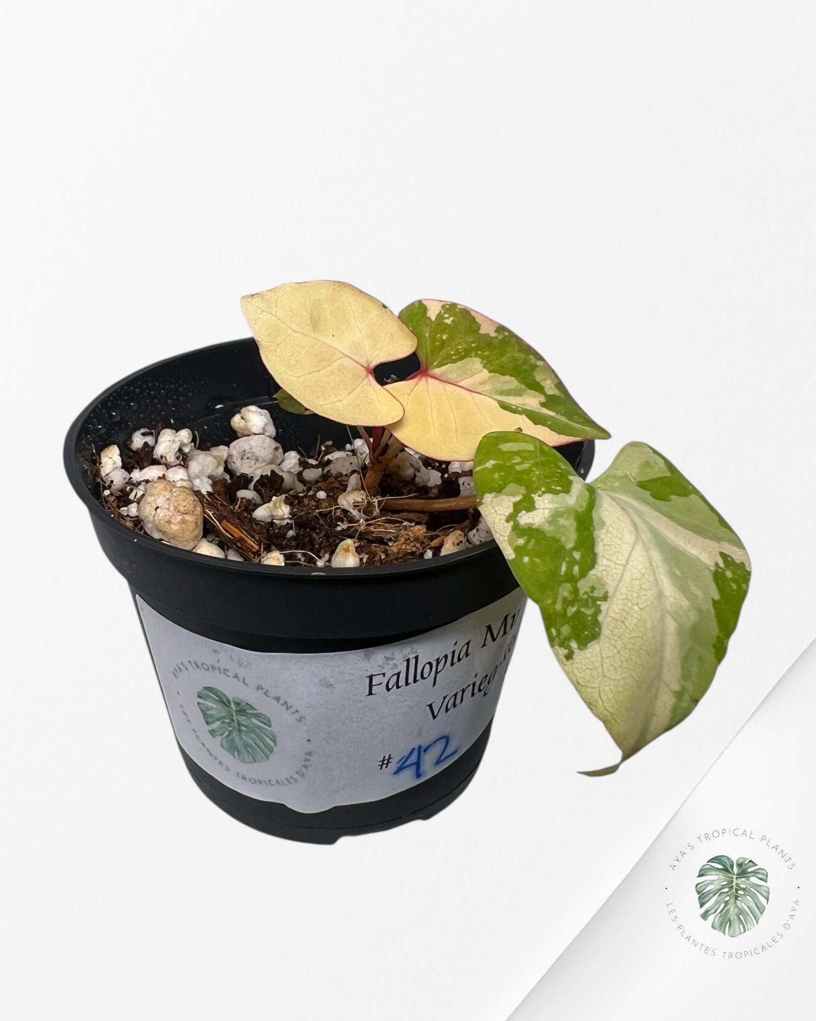 Fallopia multiflora Variegated - 42