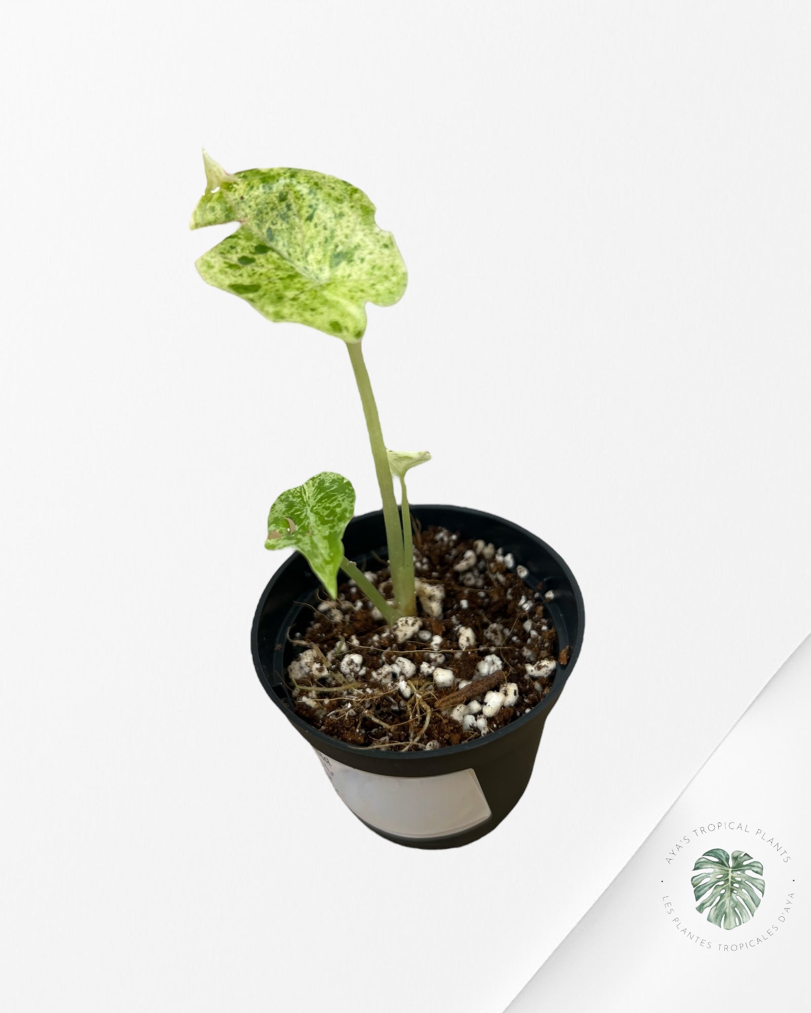 Alocasia Dragon Scale Mint - T5