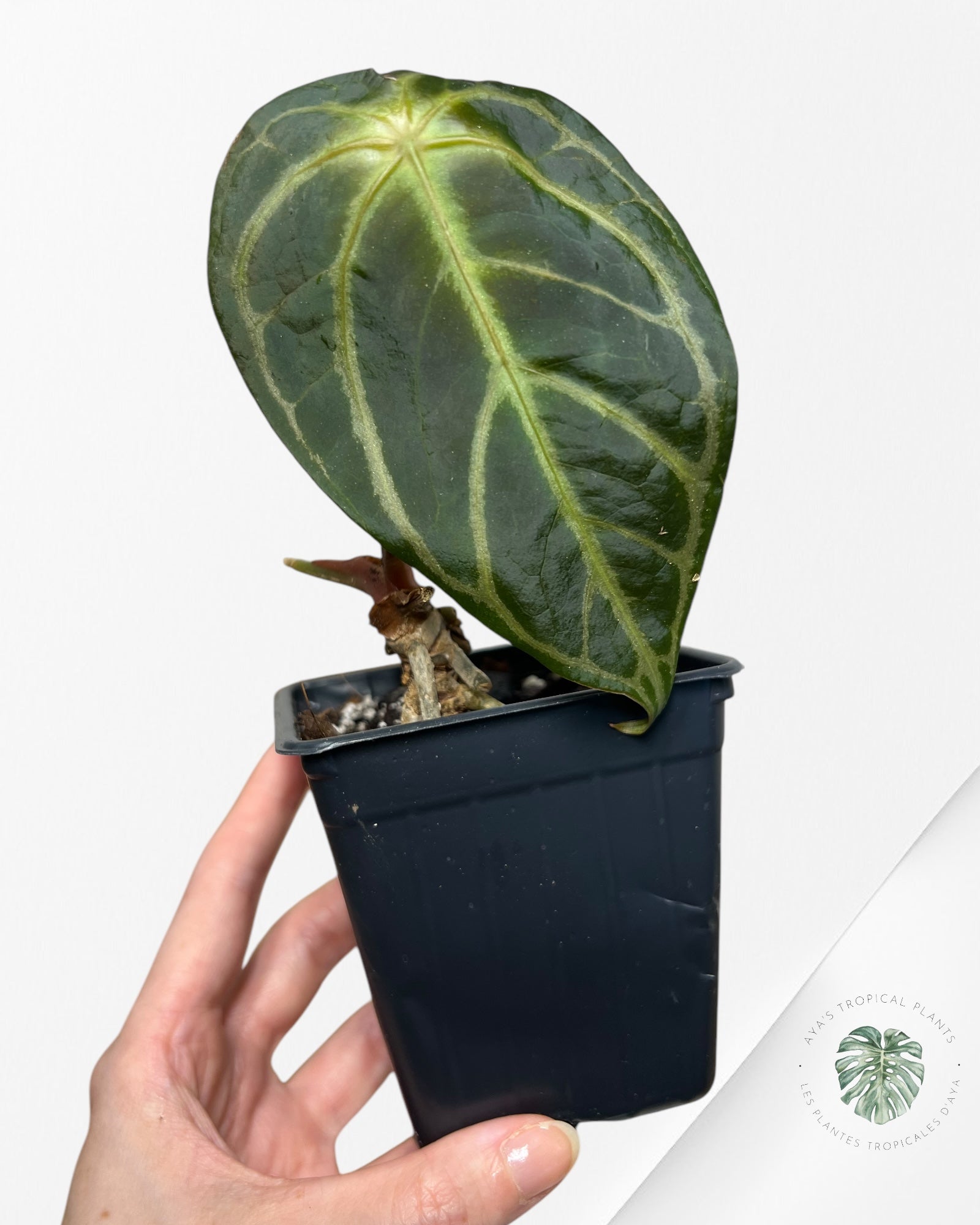 Anthurium Redman - 02