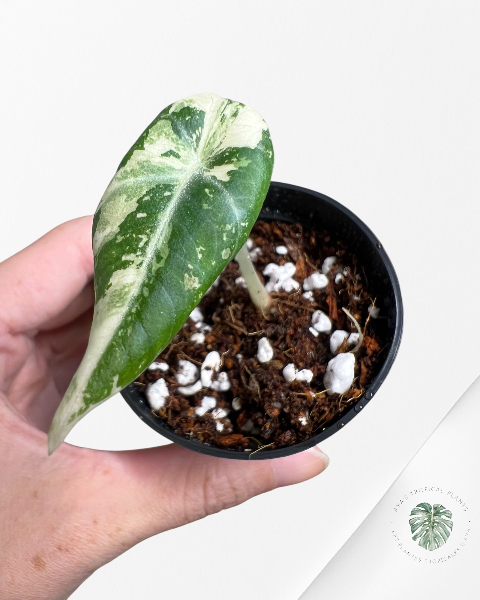 Alocasia Black Velvet Pink Variegated - 6