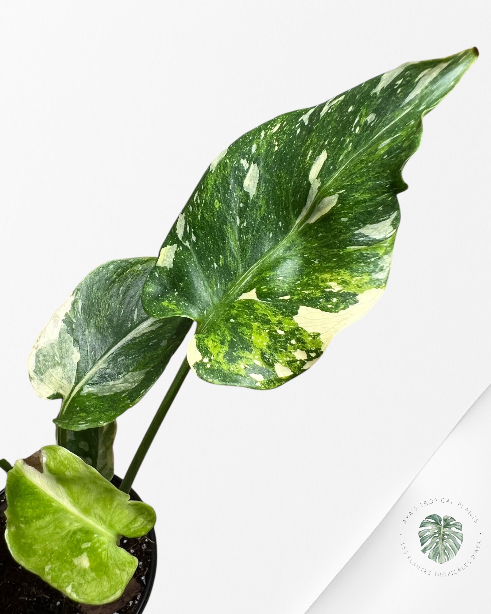 Monstera Miracle Tricolore-MMT4