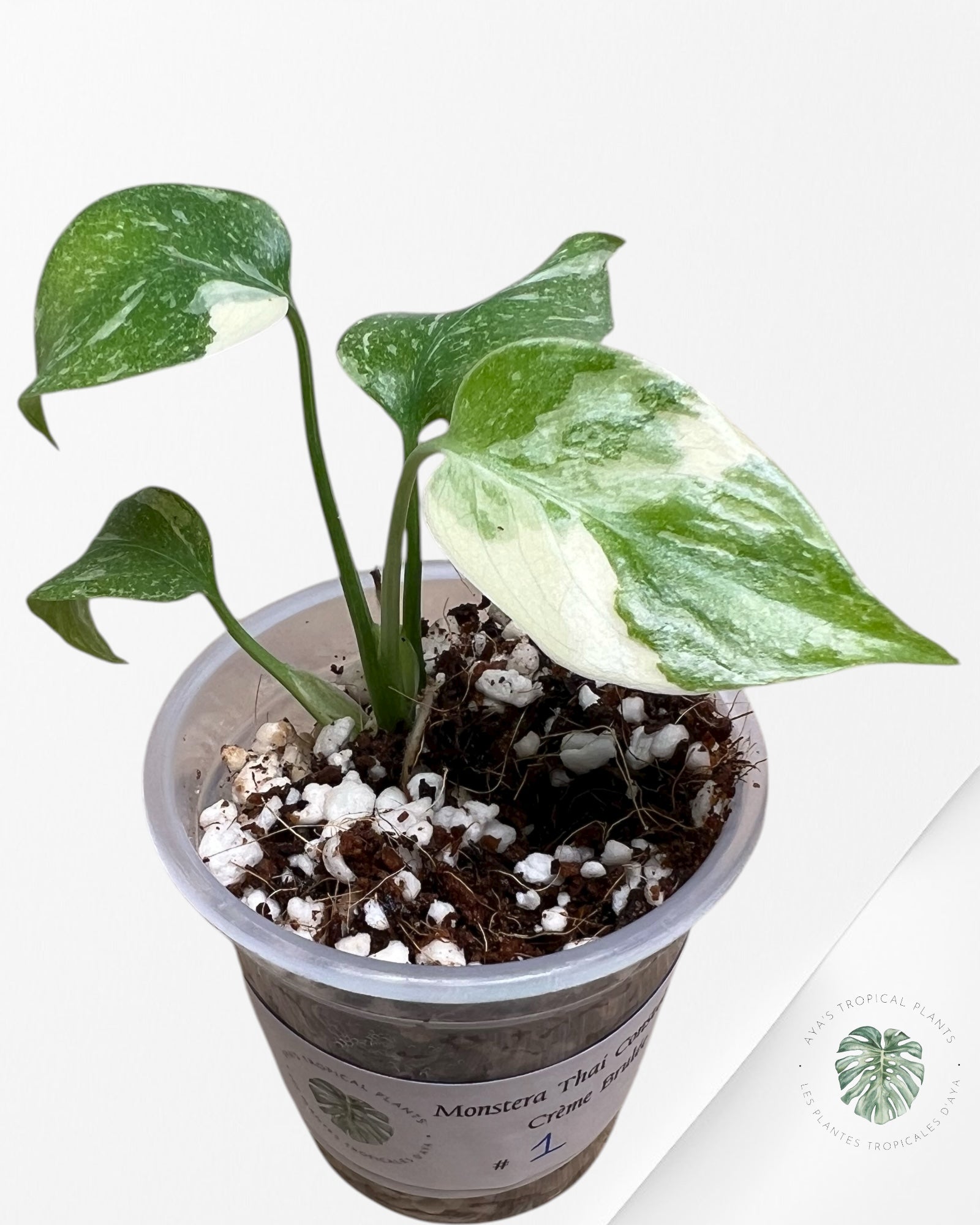 Monstera Thai Constellation Creme Brulée| Rare TC Plant | Aya's Tropical Plants