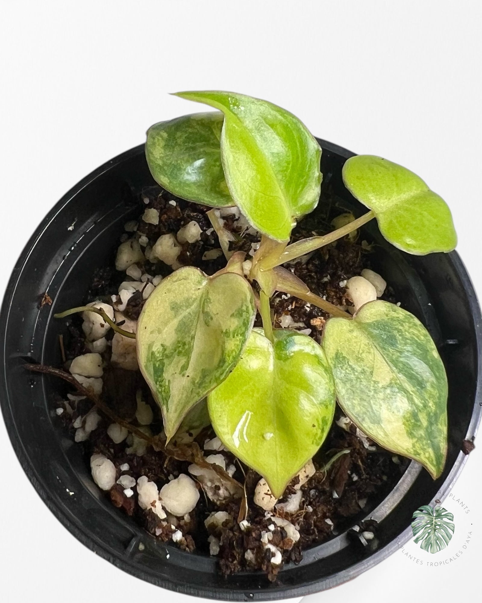 Philodendron Billietiae Variegated - TC3