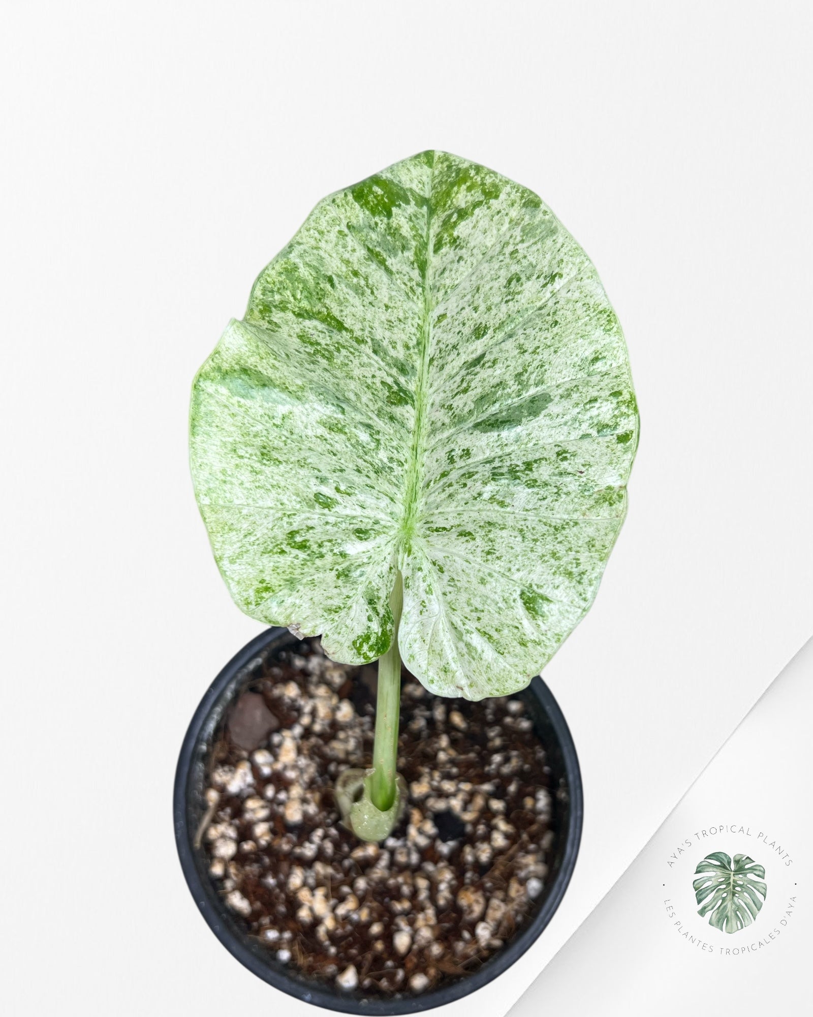 Alocasia Macrorrhiza Splash -SPK