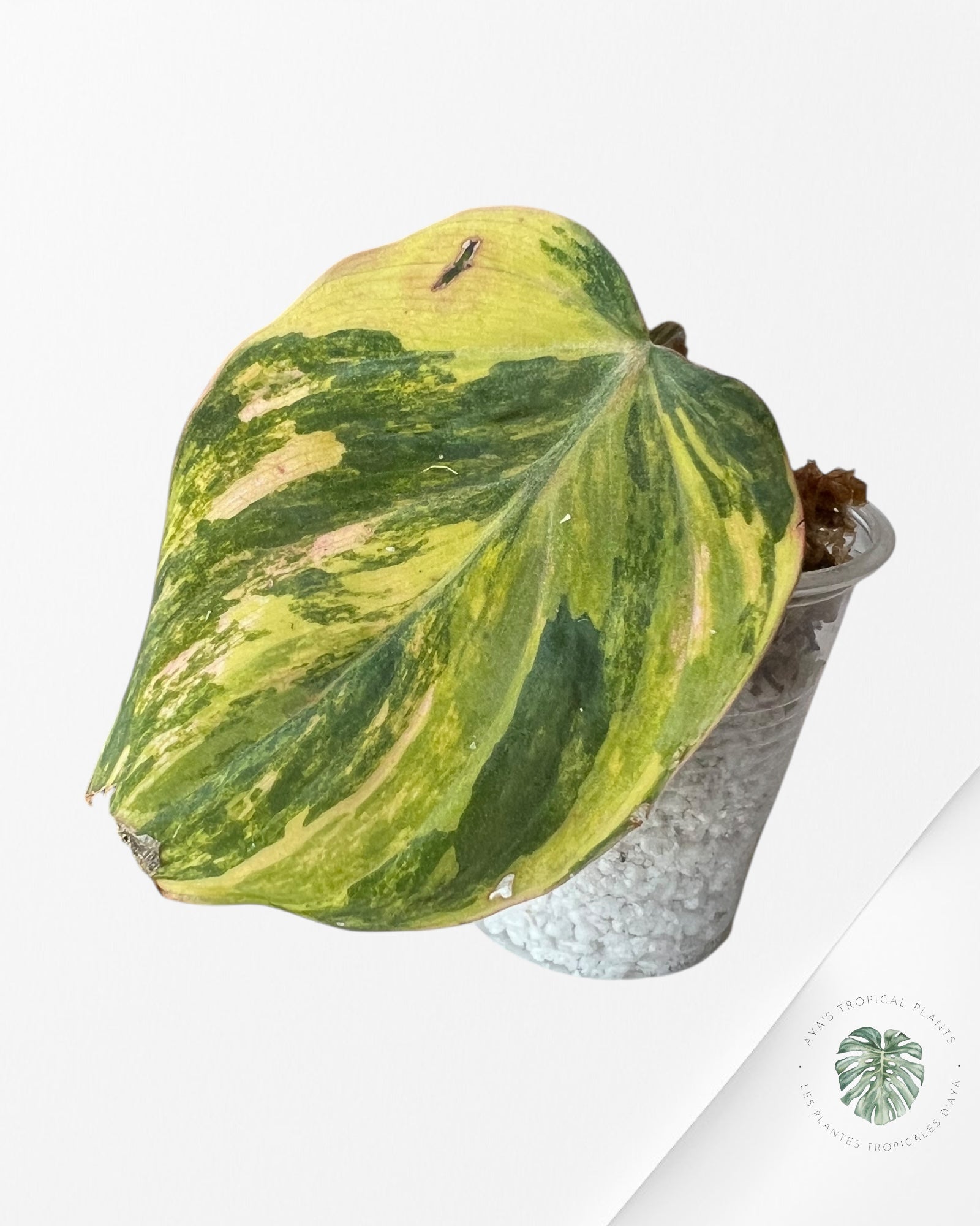 Philodendron Micans Variegated-PM100