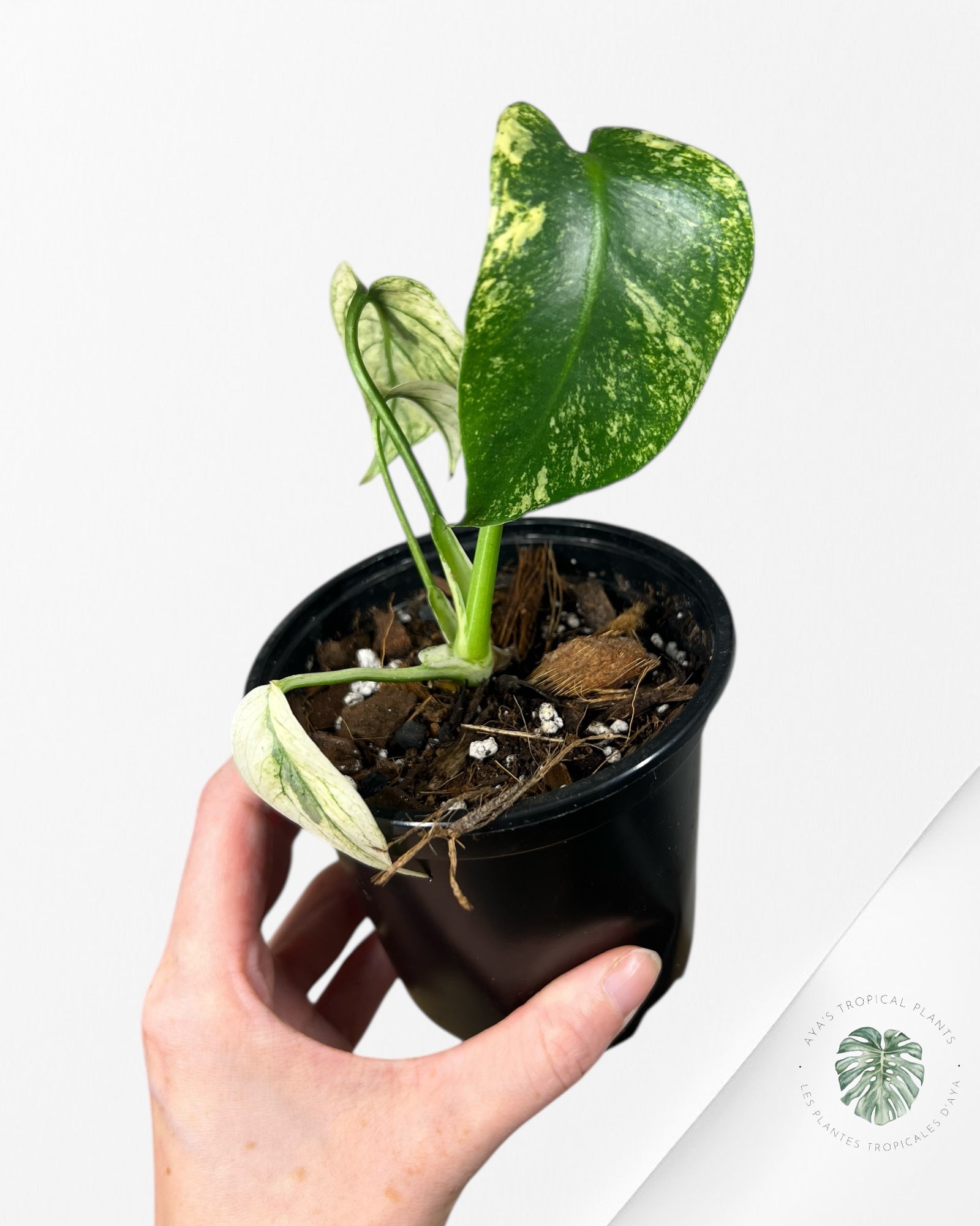 Monstera Deliciosa Mint - MA4