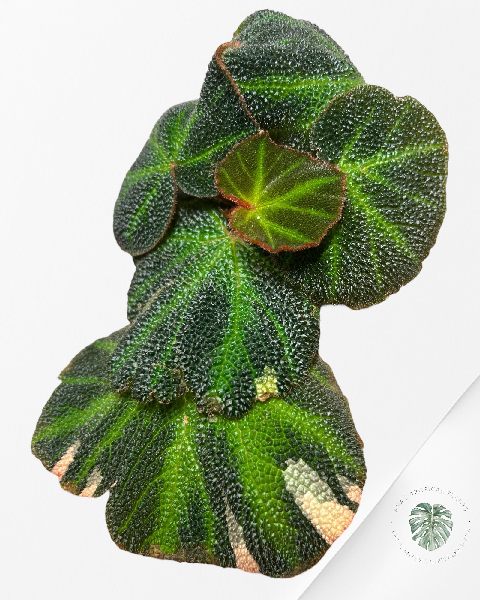 Begonia soli-mutata variegated - MT2