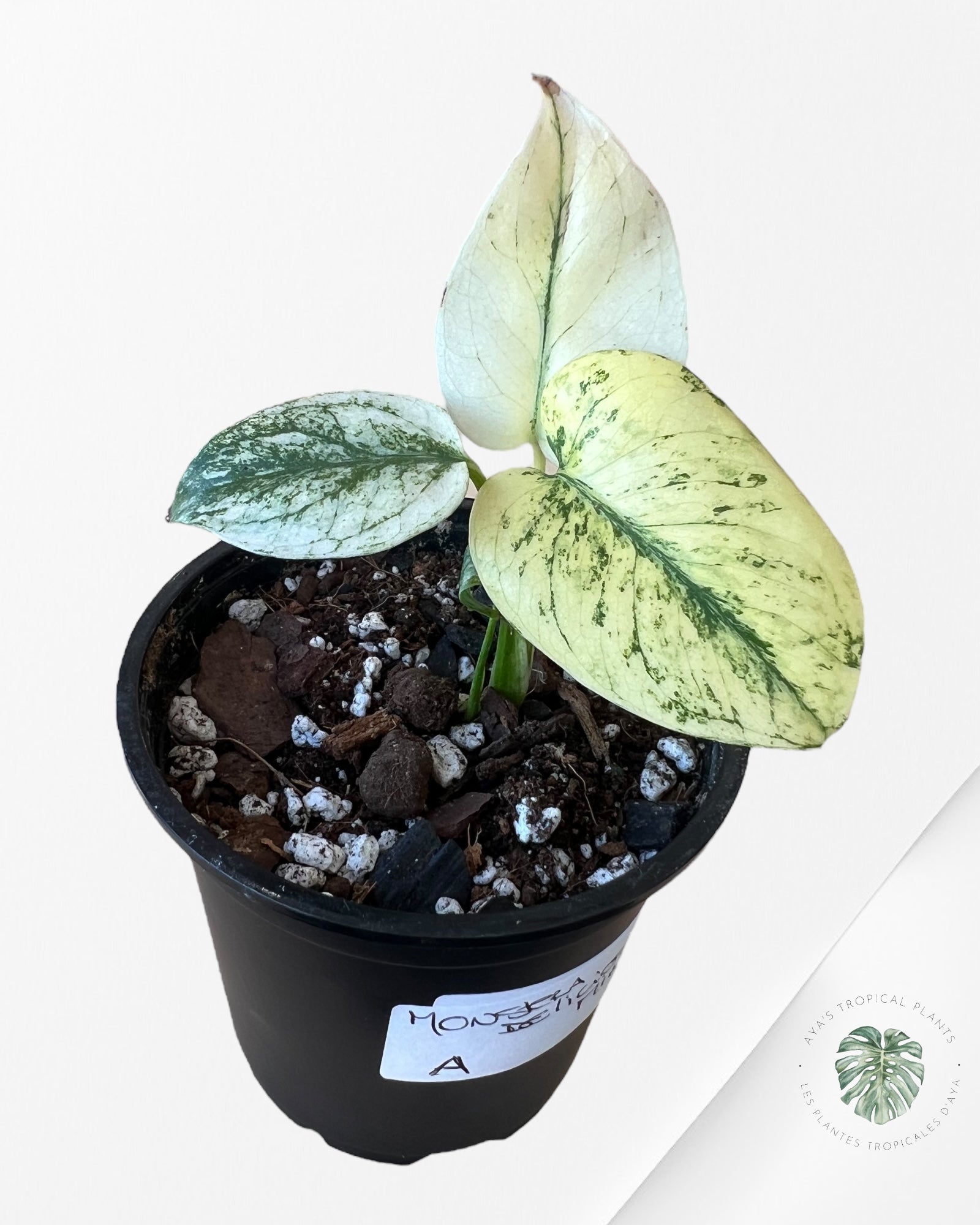 Monstera Deliciosa Menthe - A