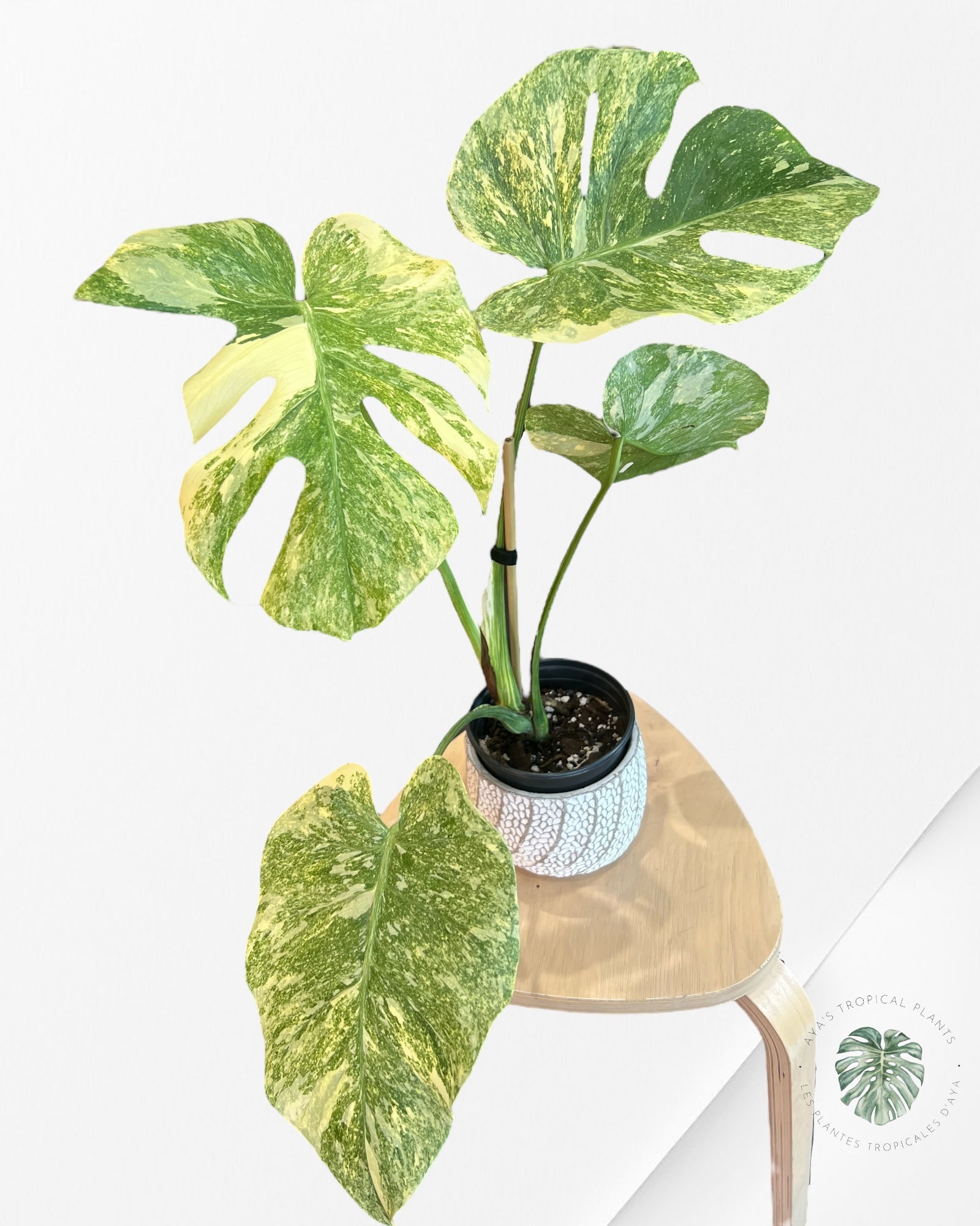 Monstera Legacy - 01