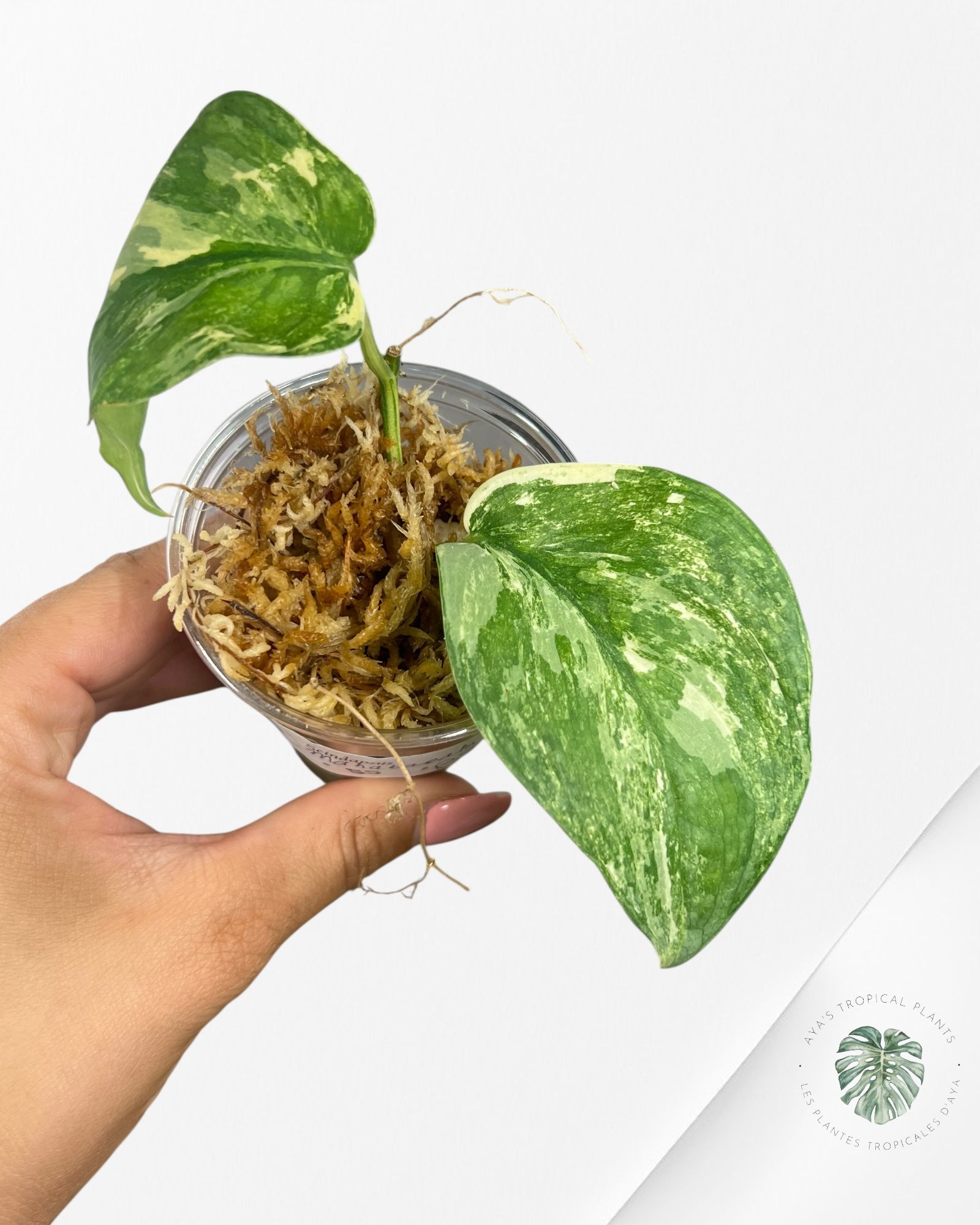 Scindapsus Mahabarata-SS