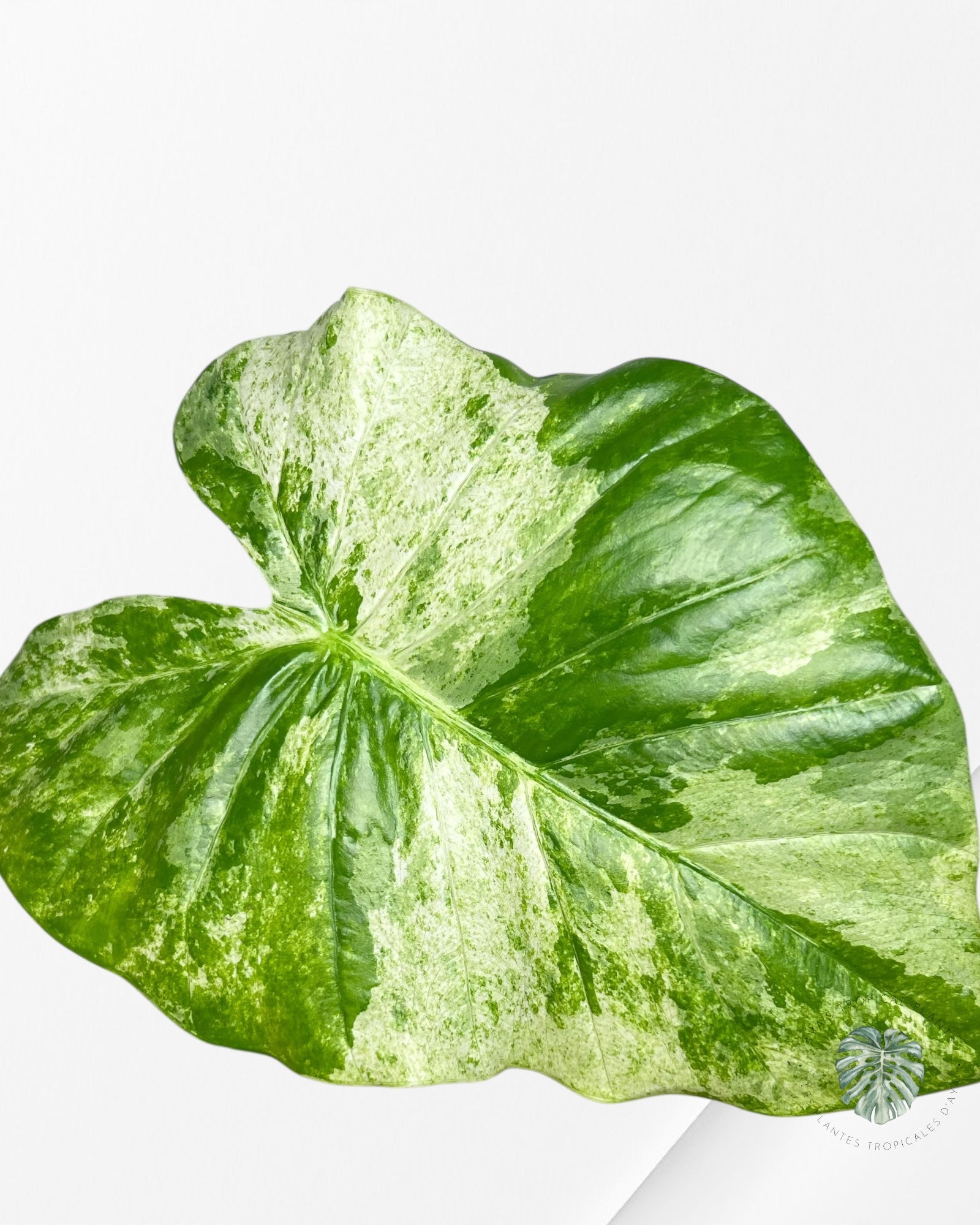 Alocasia Macrorrhiza Splash -SPA