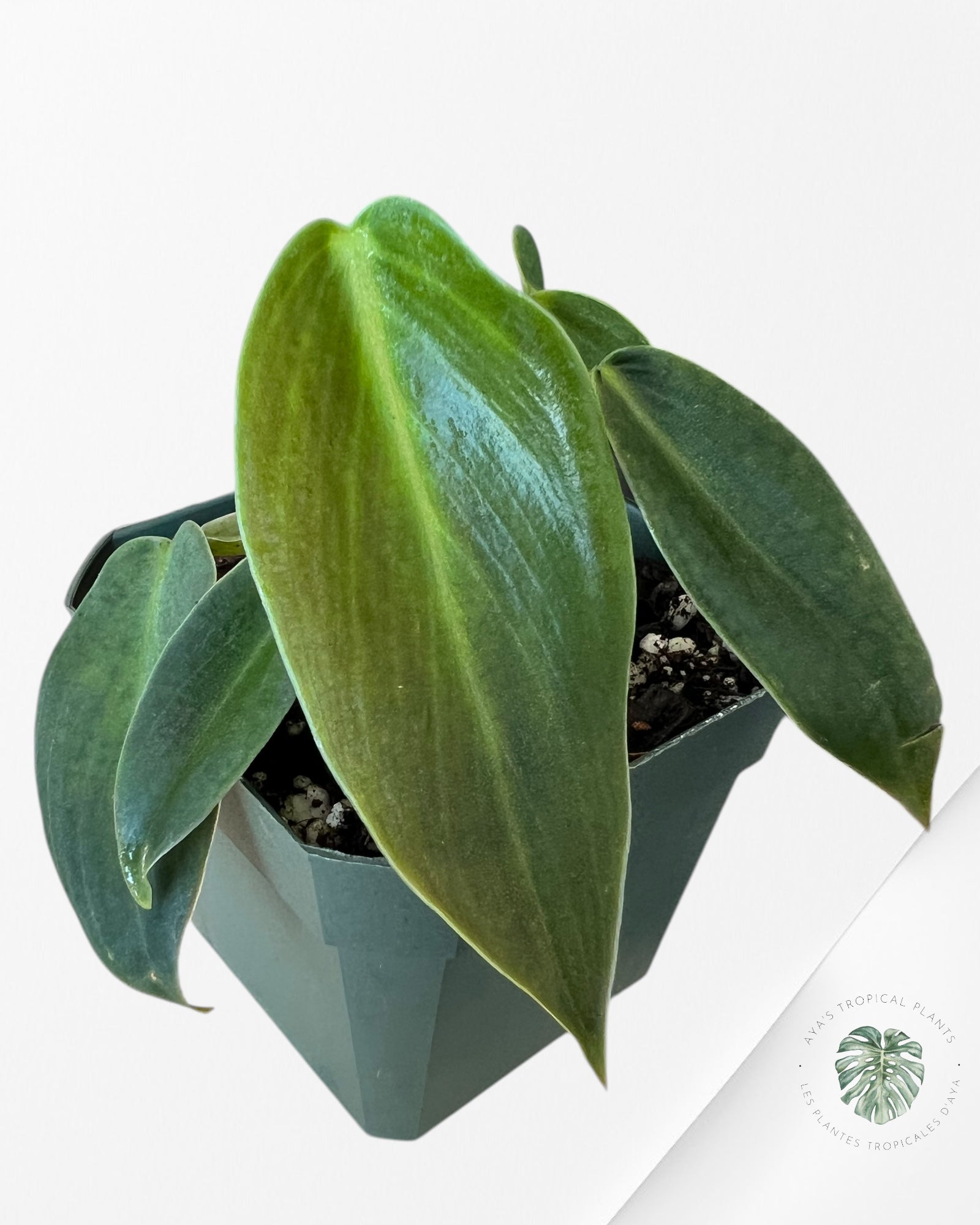 Philodendron Gigas-G