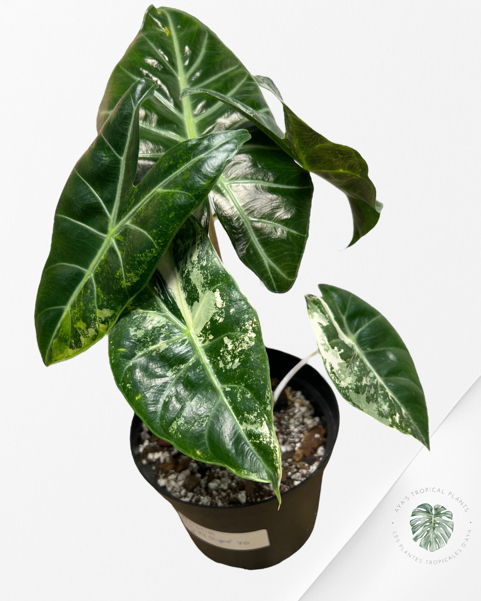 Alocasia 'Nairobi Night' panaché - B