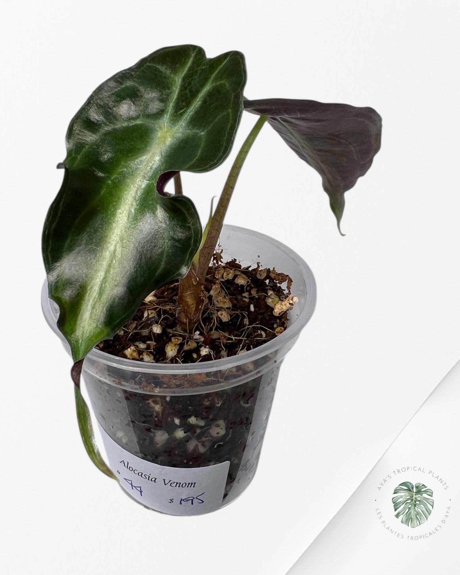 Venin d'Alocasia-44