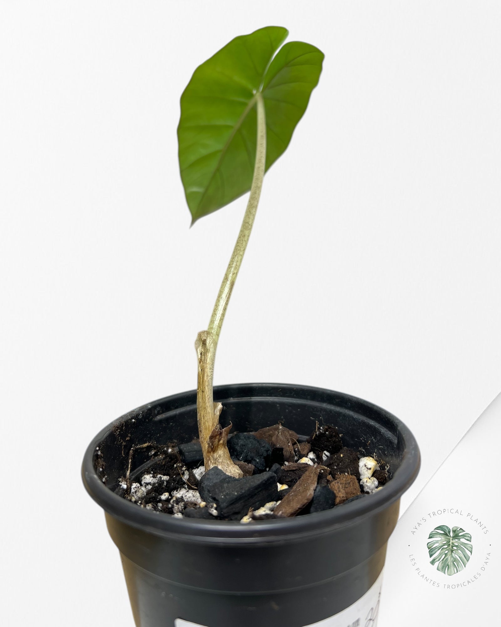 Alocasia Yucatan Mint (REVERTED) - AYM7