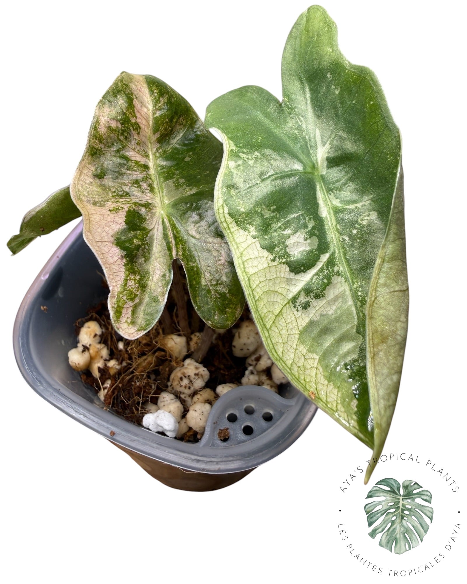 Alocasia Pseudo Sanderiana Pink