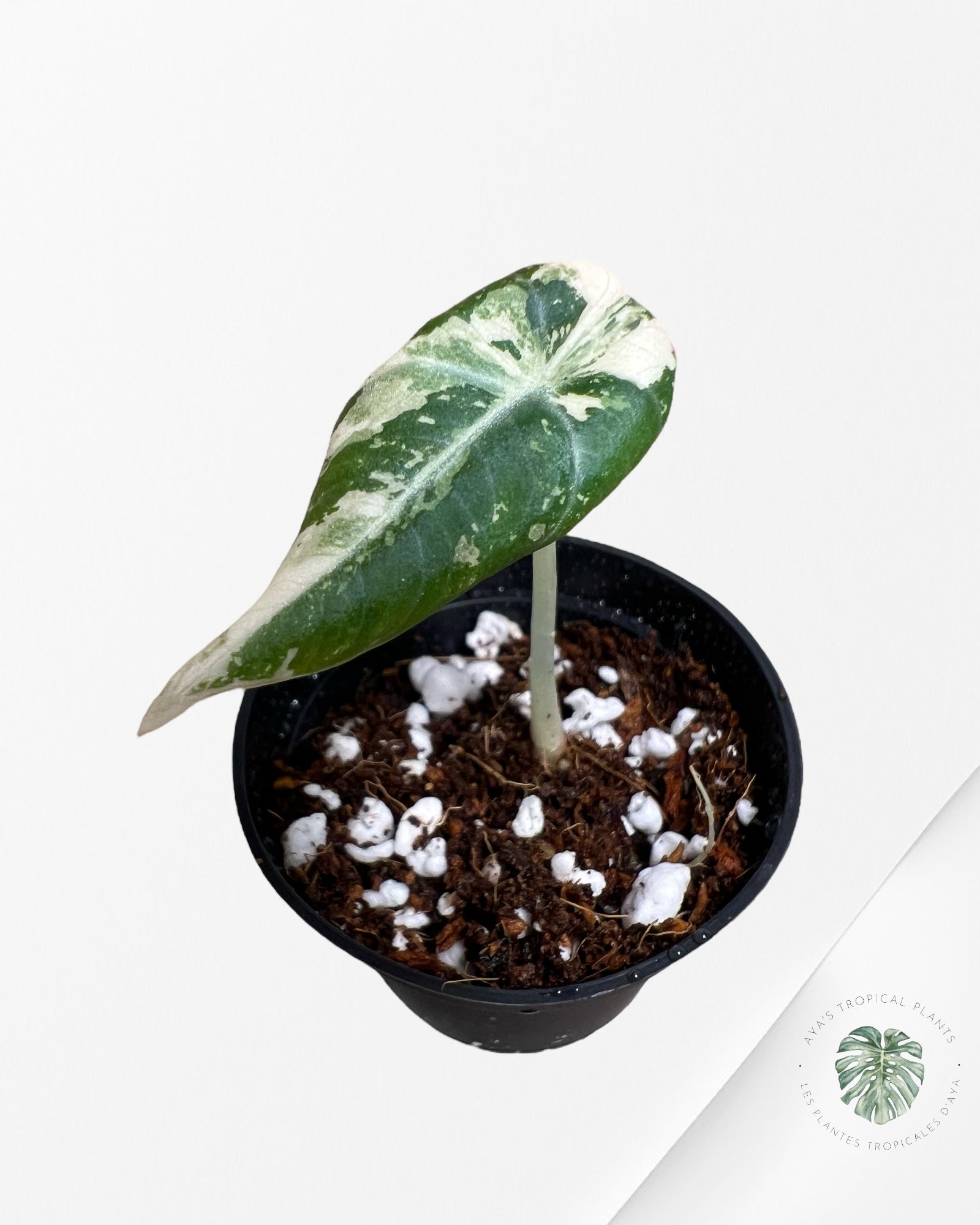 Alocasia Black Velvet Pink Variegated - 6