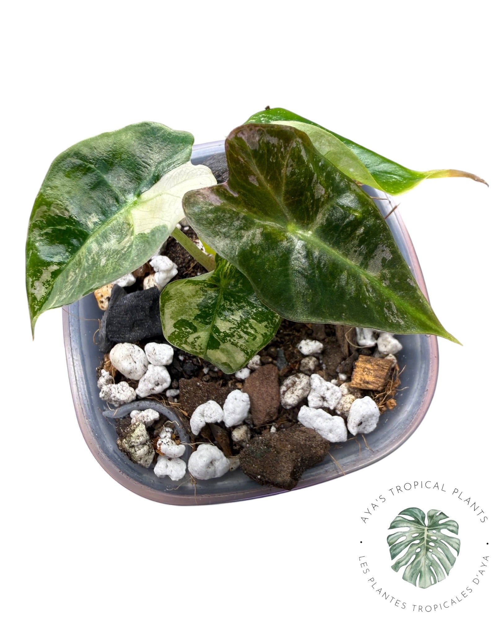 Alocasia Polly Pink Snowflake (Catégorie A)