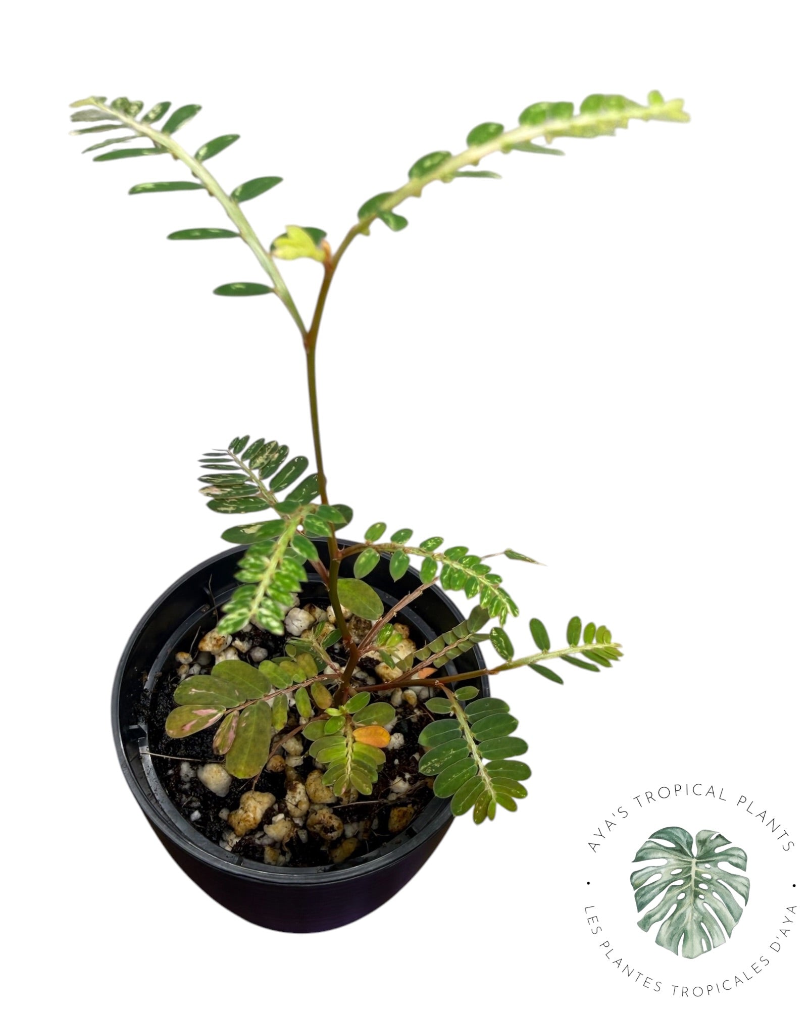 Phyllanthus urinaria 'Pink Variegated
