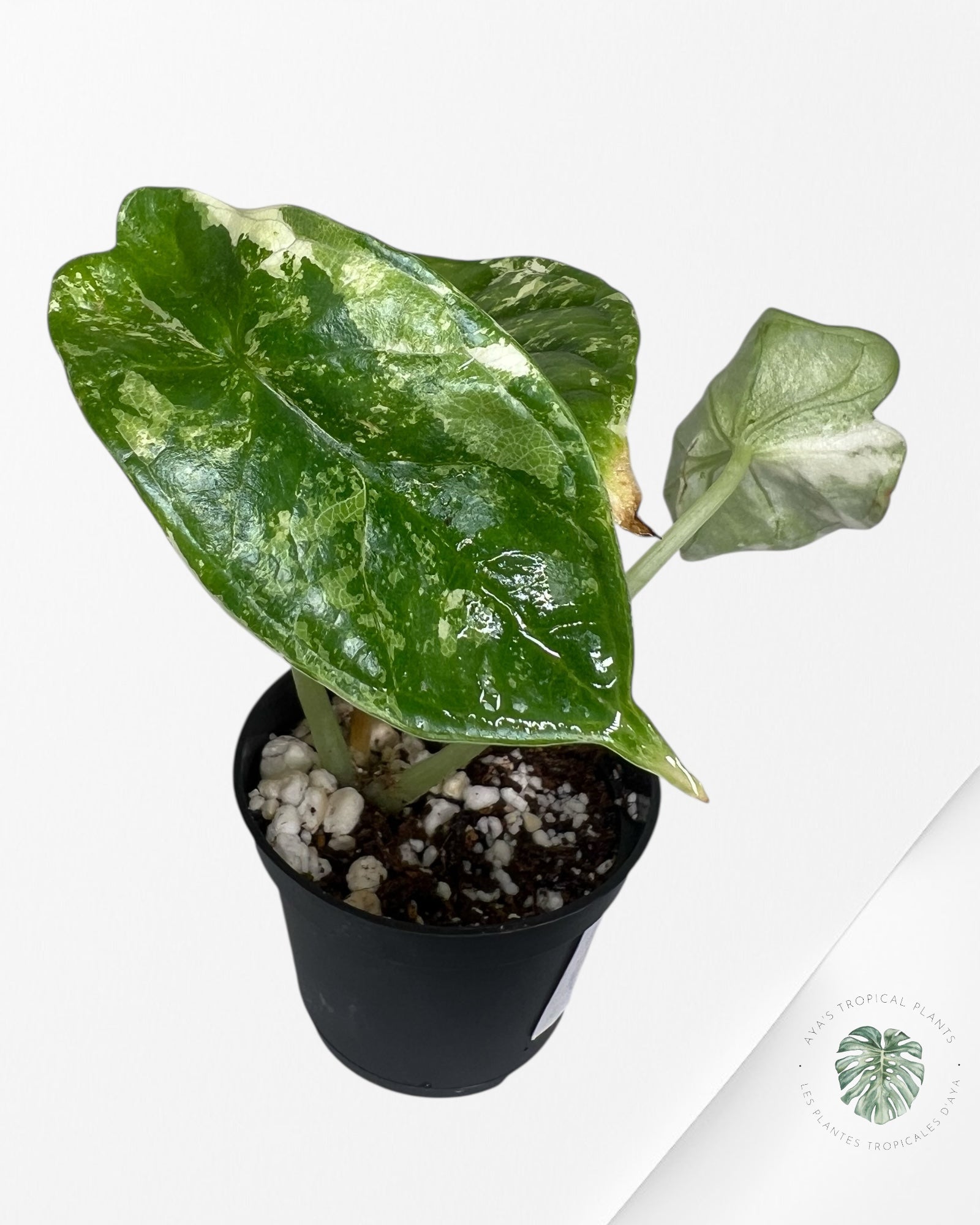 Alocasia Dragon Scale Variegated Albo ( Grade A) - TC101