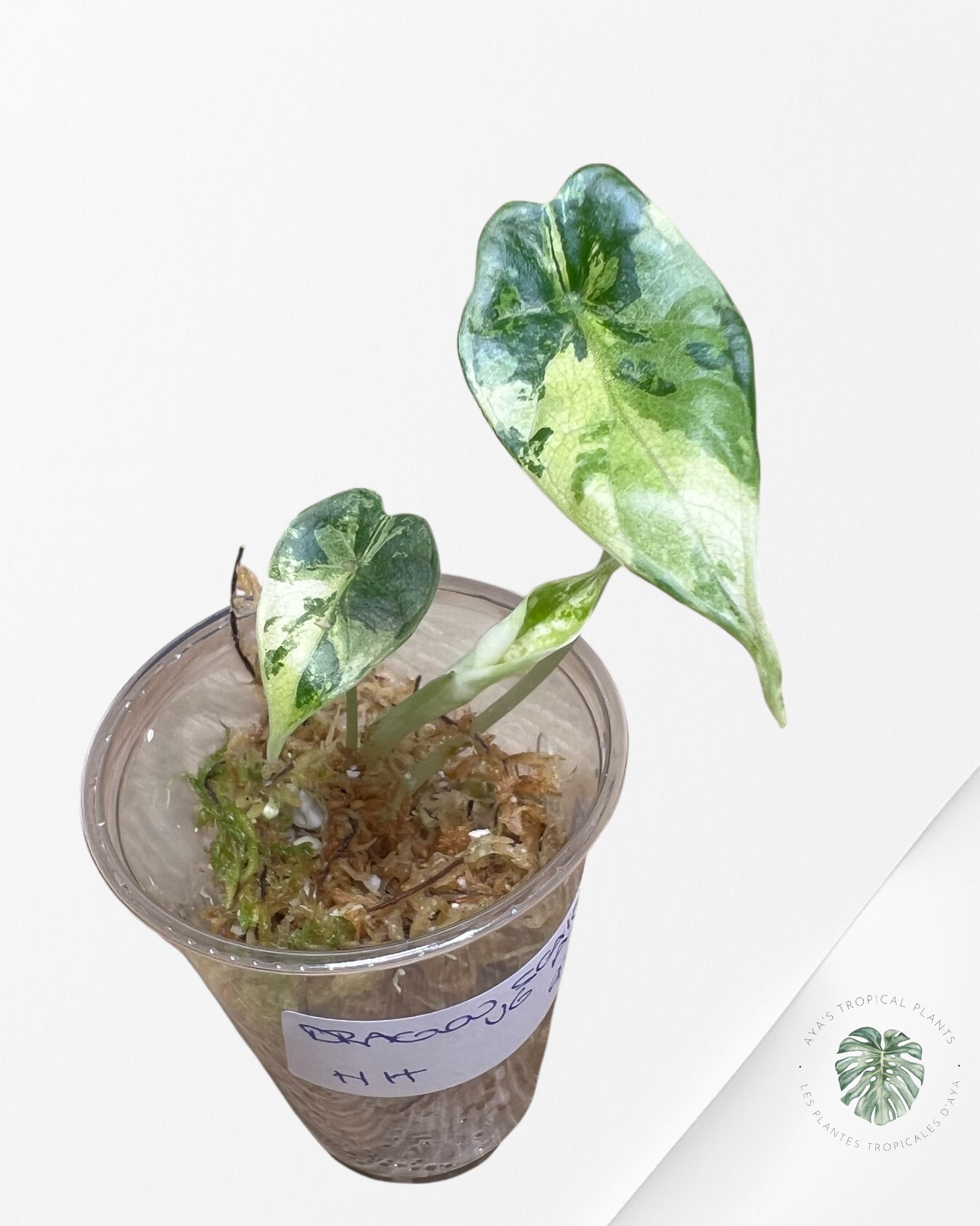 Alocasia Dragon Scale Variegated Aurea -HH