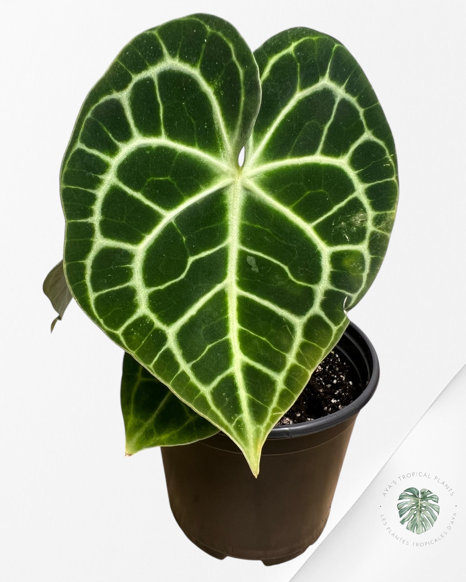 Anthurium Clarinervium KING - 93