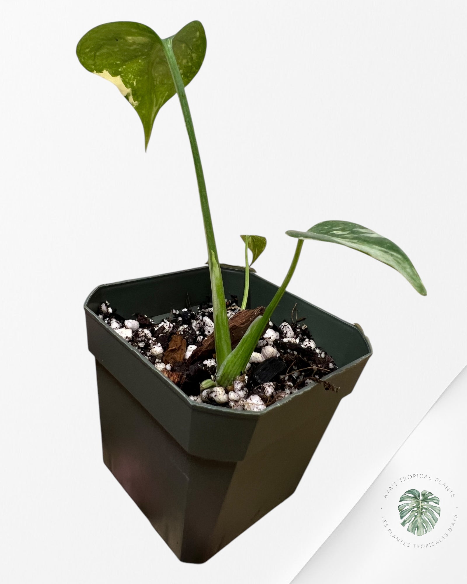 Monstera Thai Constellation-MTCS