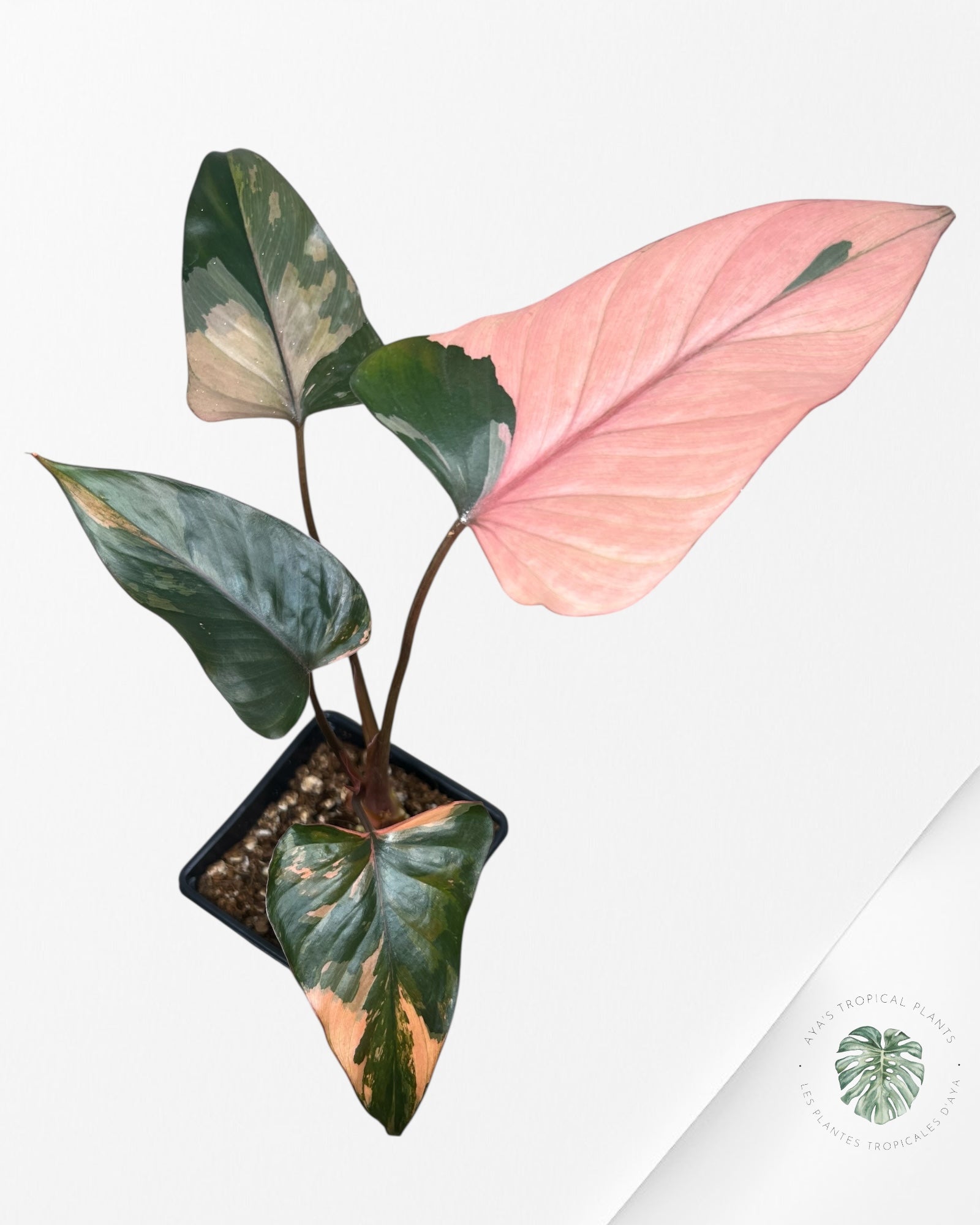 Homalomena Pink Diamond - 1